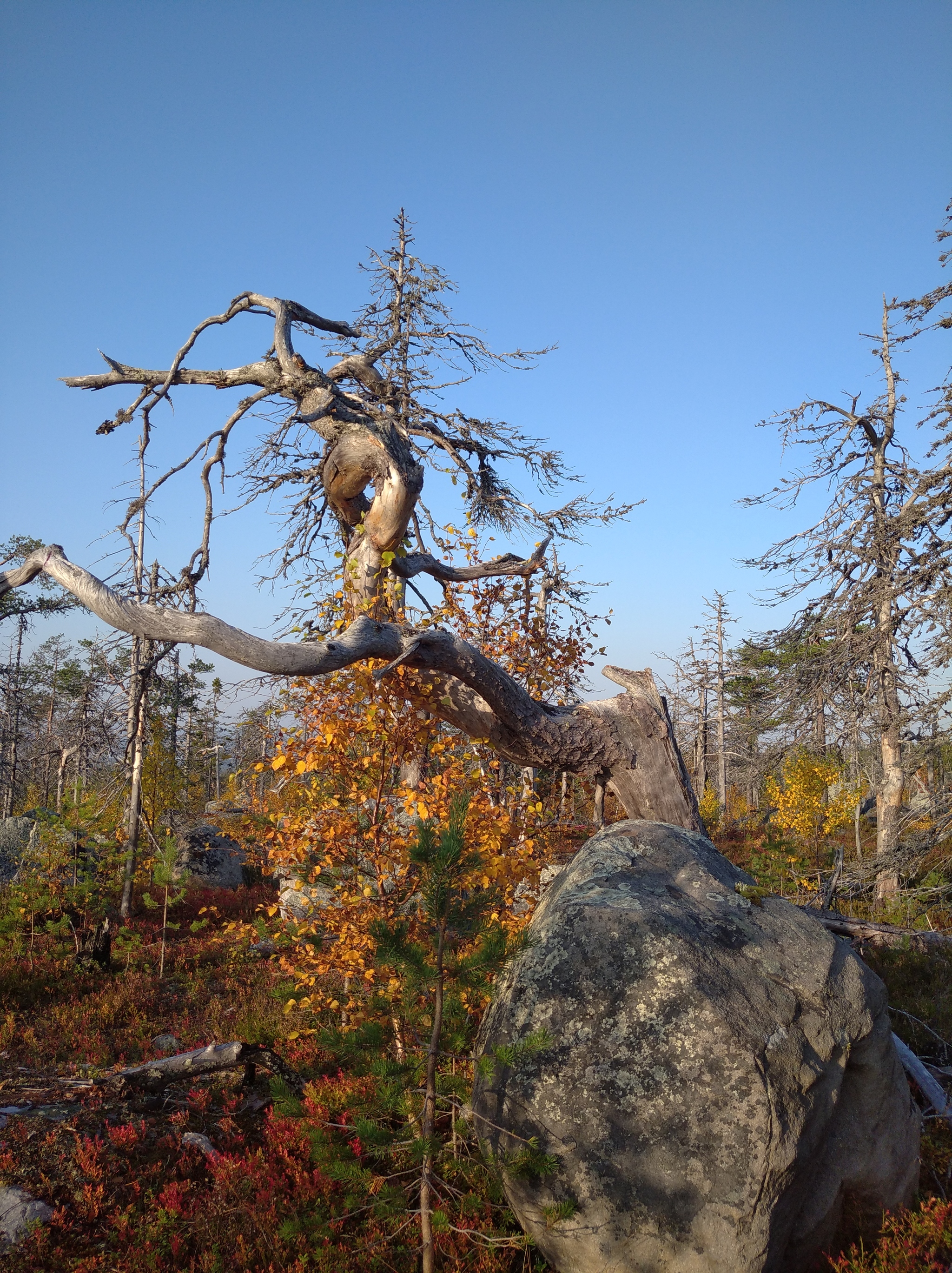 Autumn Karelia - My, Карелия, Here's the product, The rocks, Ladoga lake, The nature of Russia, Autumn, Longpost, Nature