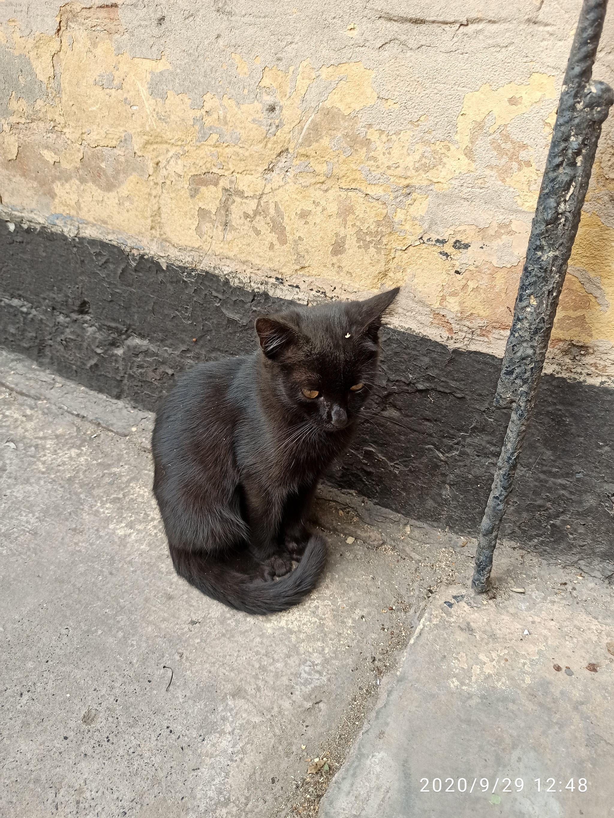 Black Kote - cat, Kittens, Milota, Longpost, Black cat