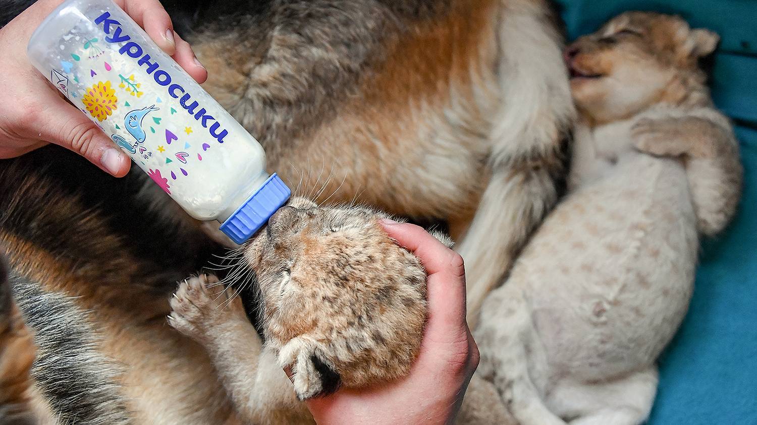 A German shepherd from Primorye feeds lion cubs as if they were her own puppies - My, Animals, Wild animals, a lion, Дальний Восток, Lion cubs, Young, Longpost