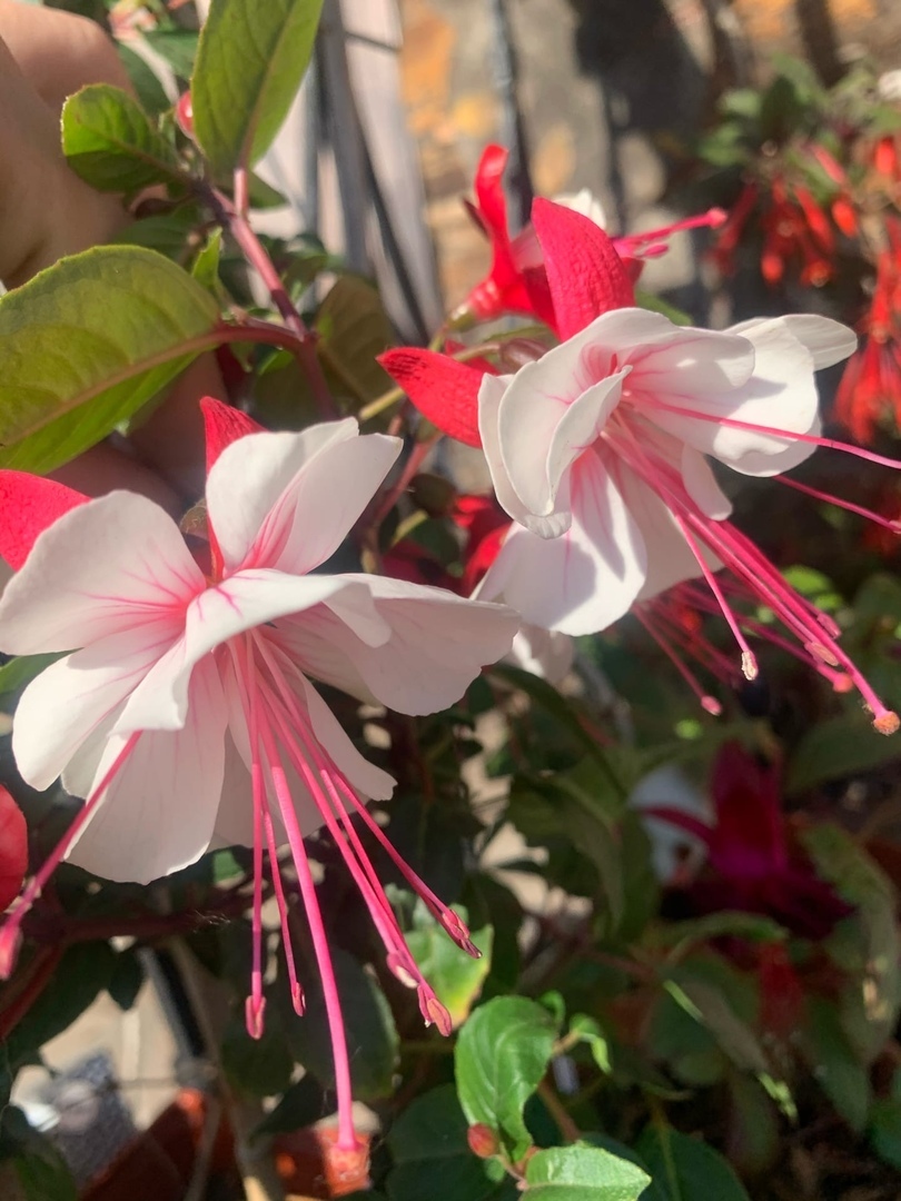 Fuchsia in October - Fuchsia, Flowers, Garden, Gardening, Floriculture, Longpost