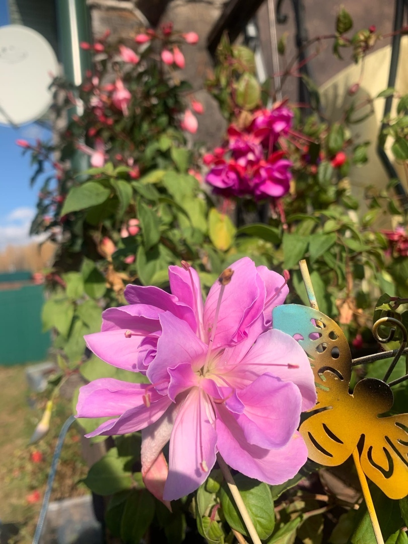 Fuchsia in October - Fuchsia, Flowers, Garden, Gardening, Floriculture, Longpost