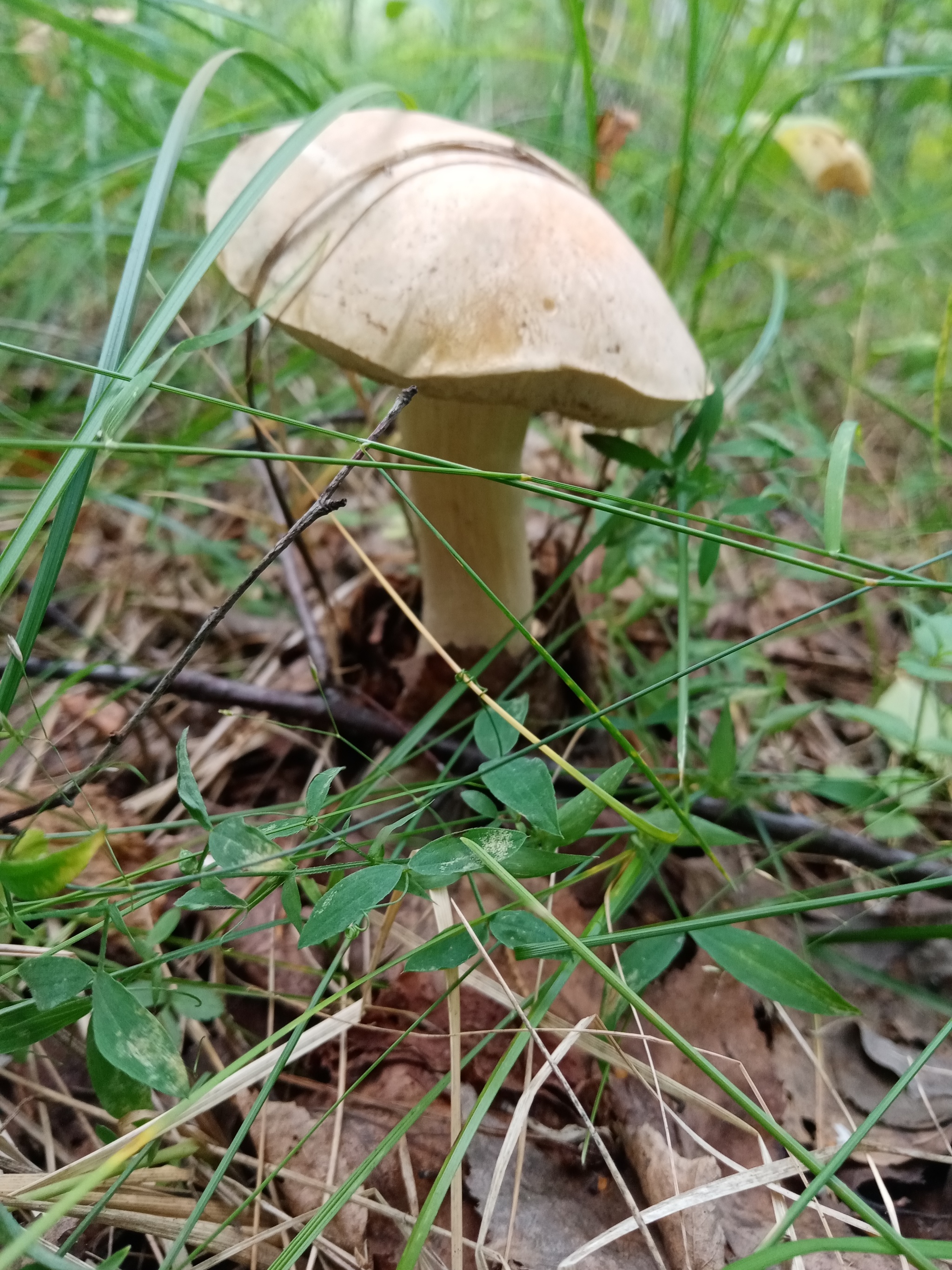 Summer hunt - Mushrooms, Silent hunt, Longpost