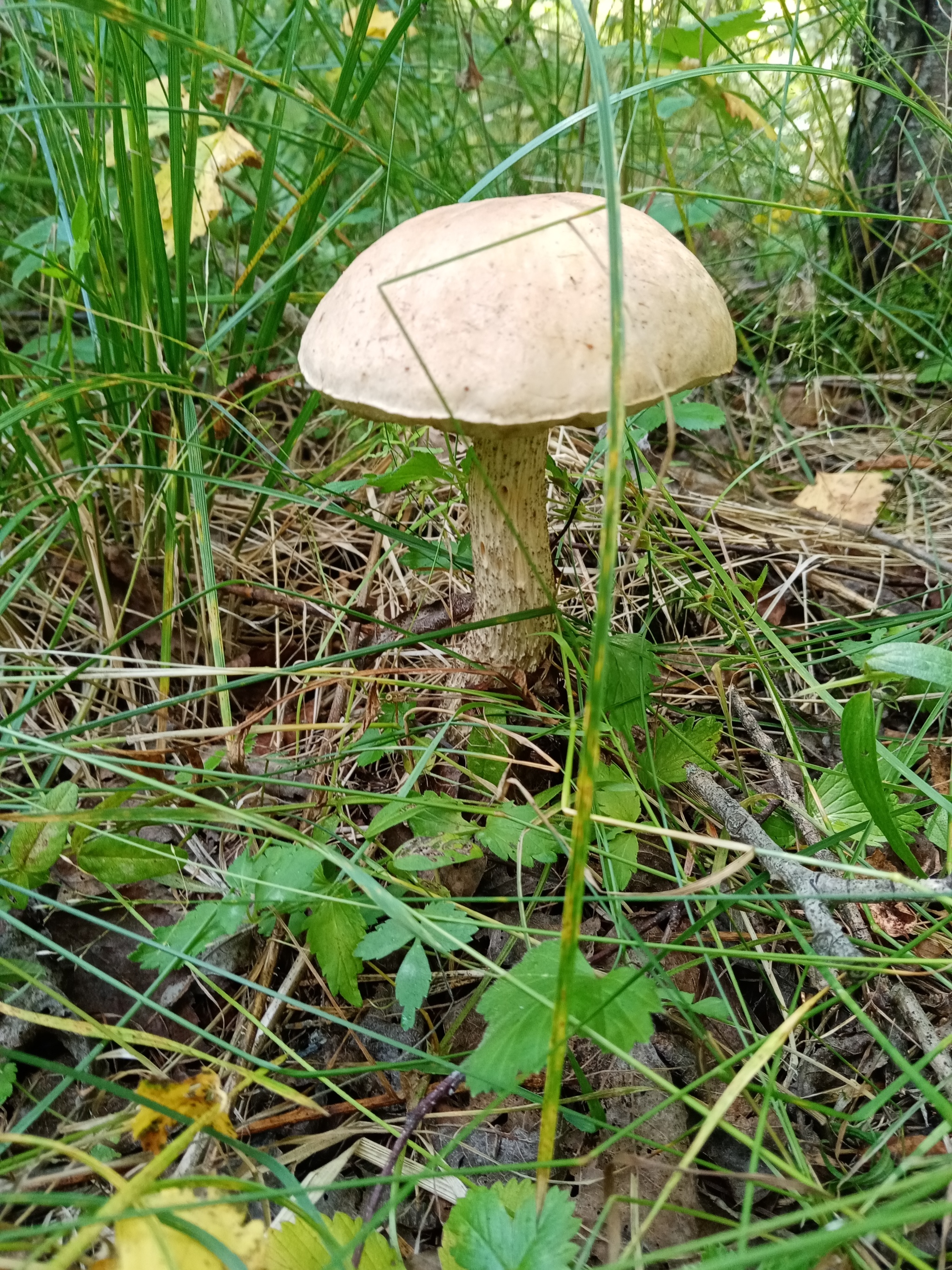 Summer hunt - Mushrooms, Silent hunt, Longpost