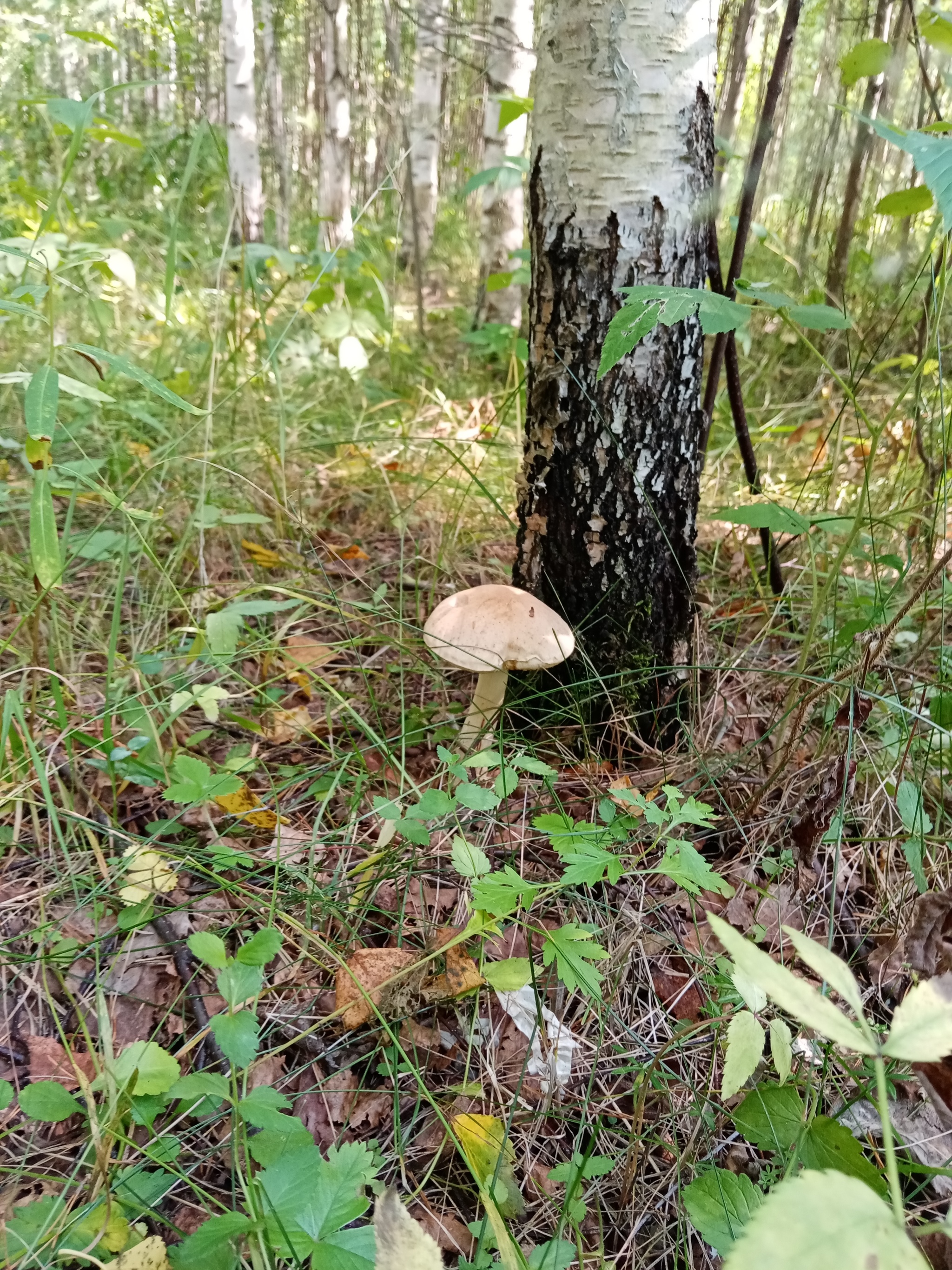 Summer hunt - Mushrooms, Silent hunt, Longpost