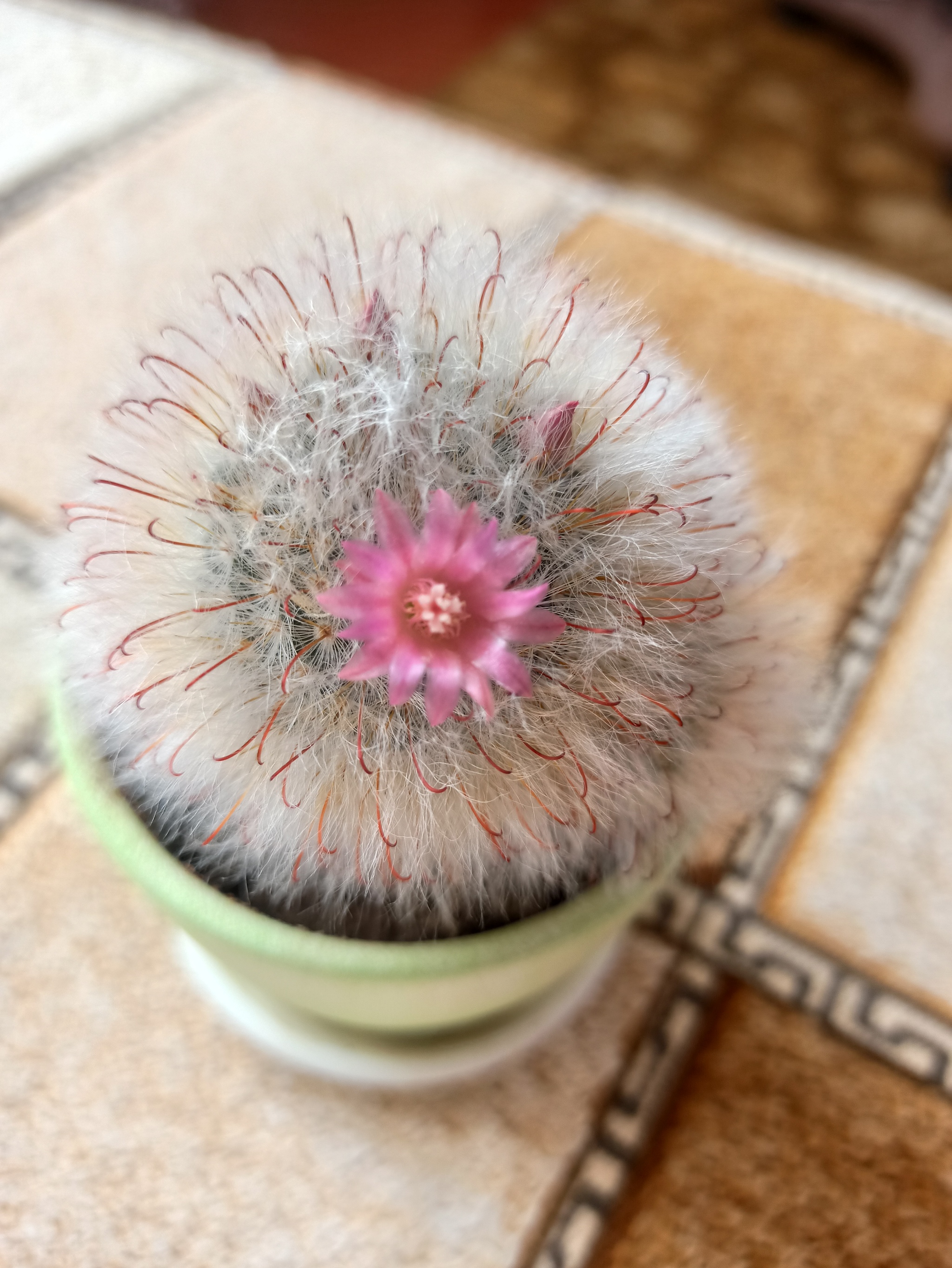 Blooming cacti - My, Blooming cacti, Succulents, Bloom, Longpost, Cactus