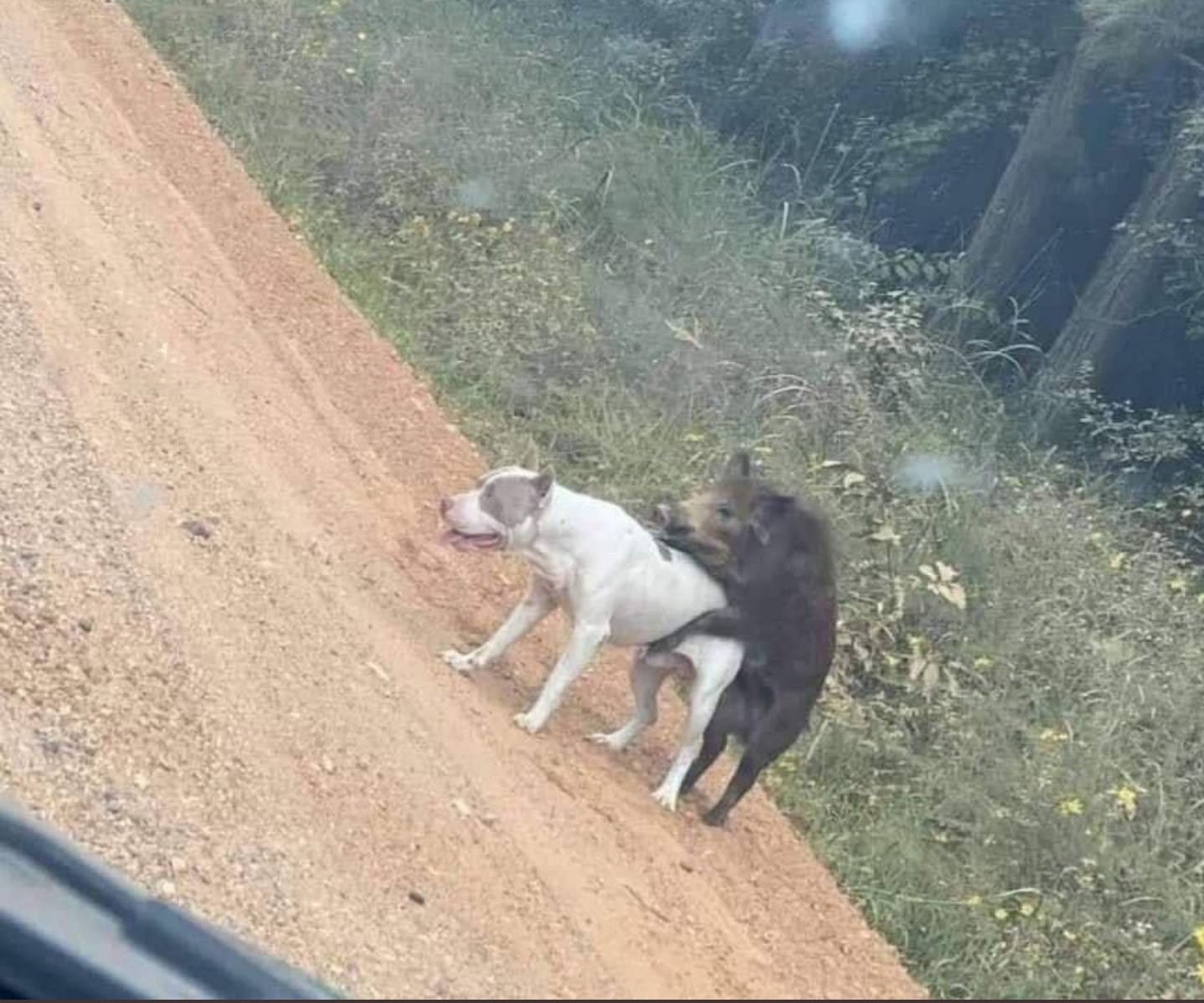 Love will come unexpectedly... - Dog, Male, Boar, Pairing, Animals