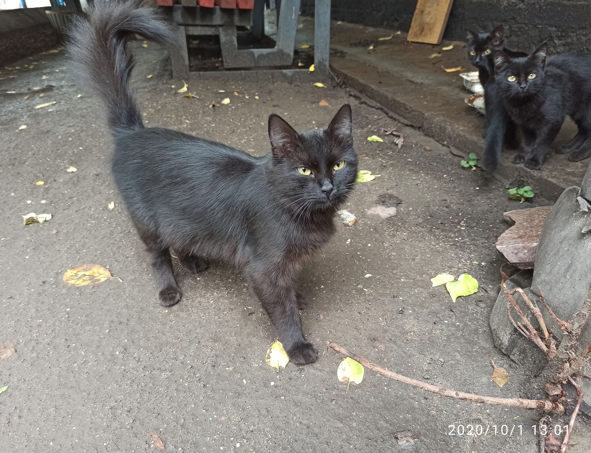 Black Kote - cat, Kittens, Milota, Longpost, Black cat