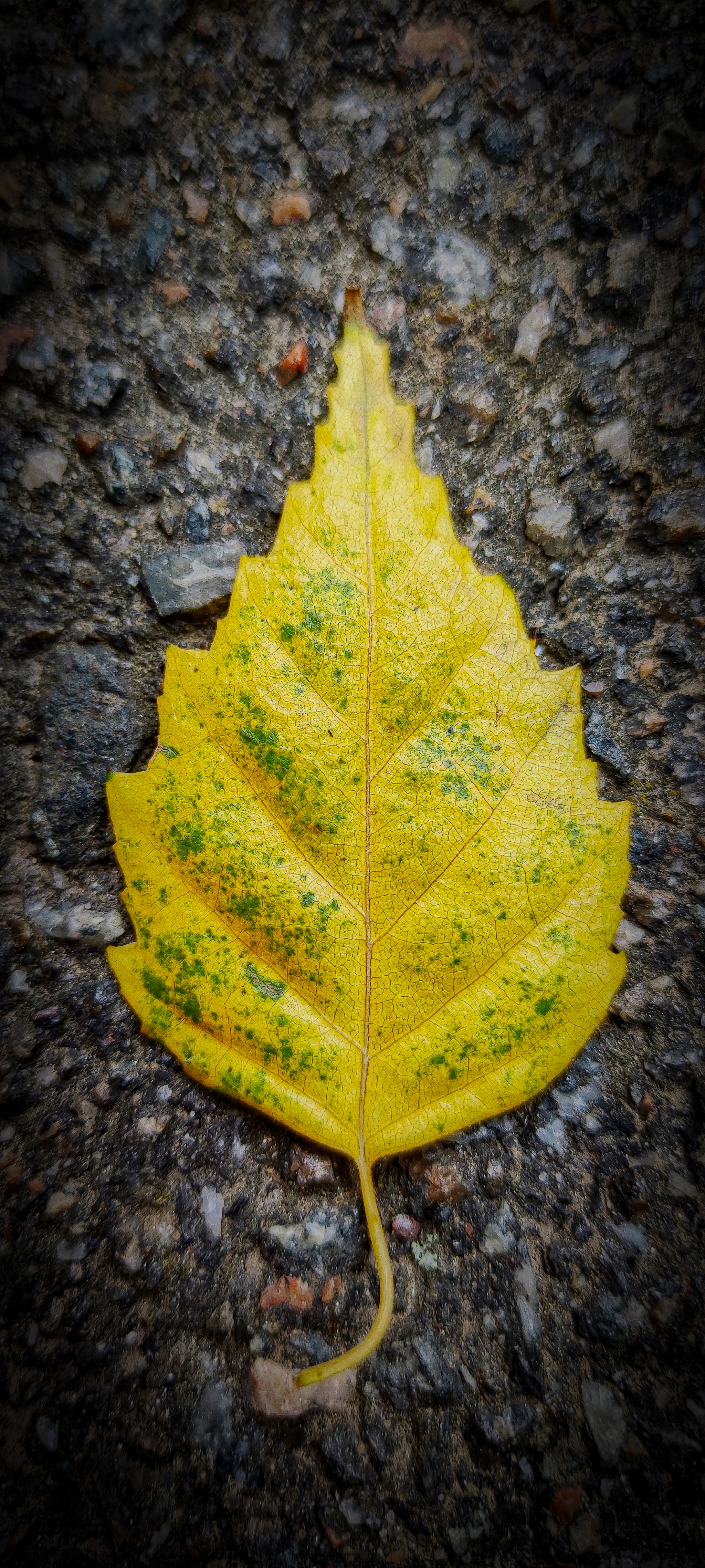 Autumn is getting closer... - My, Autumn, Sheet, Longpost, Autumn leaves