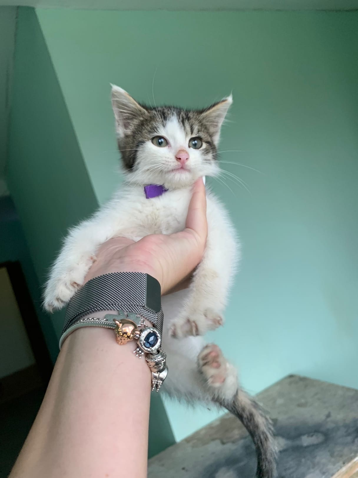 Take me home, please... - My, In good hands, Saint Petersburg, Leningrad region, Help, cat, Kittens, Homeless animals, Pets, Animals, Lost, Foundling, Longpost