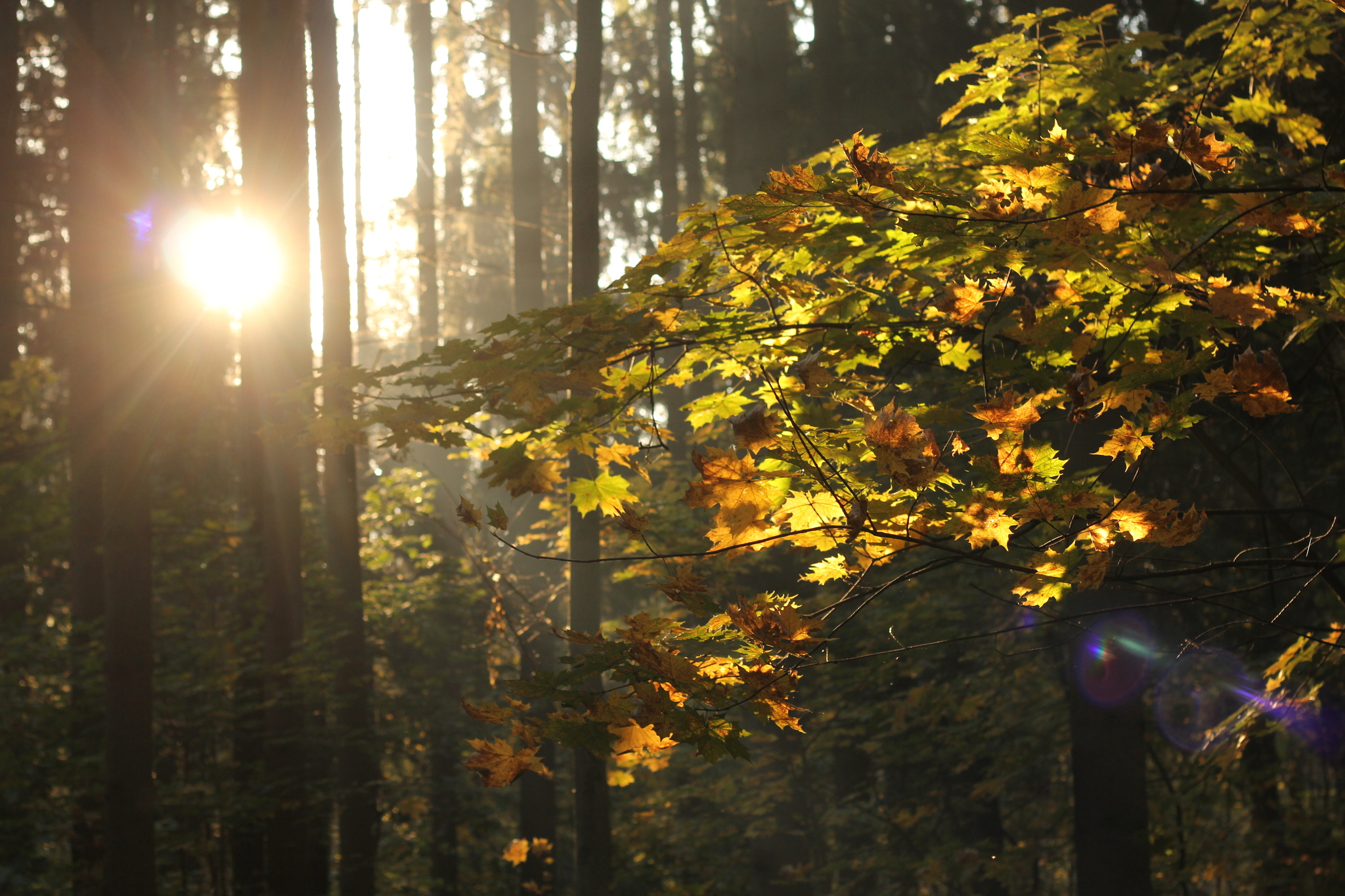 Elven forests of Moscow - My, Autumn, The park, Bitsevsky Park, Moscow, Elves, Lorien, Rivendell, October, The photo, Without processing, Longpost