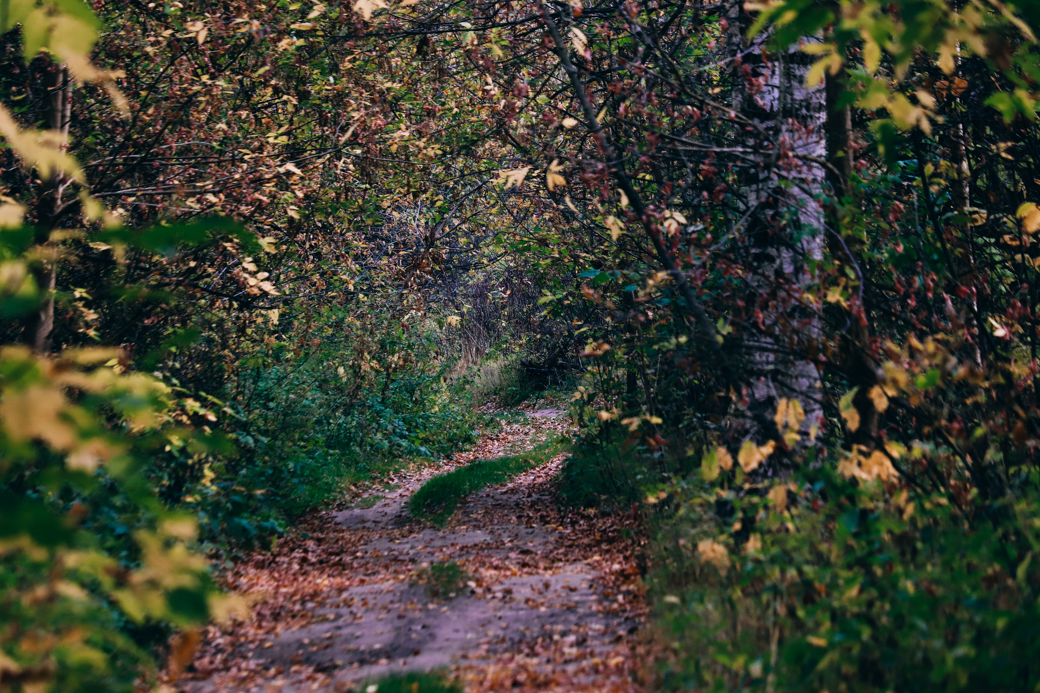 Cycling - My, The photo, A bike, Nature, Longpost