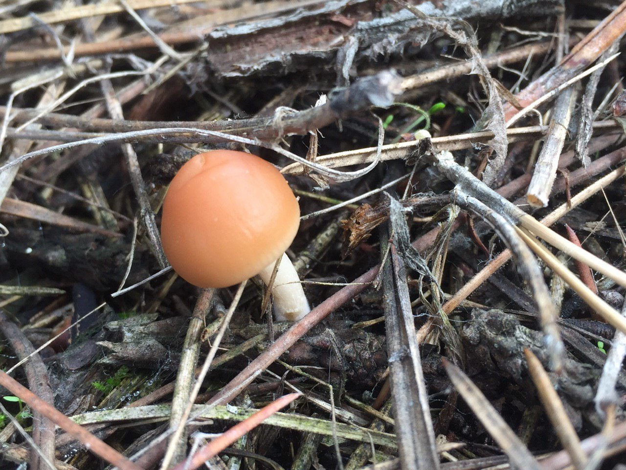 A trip to your small homeland - My, Forest, Mushrooms, Autumn, Longpost