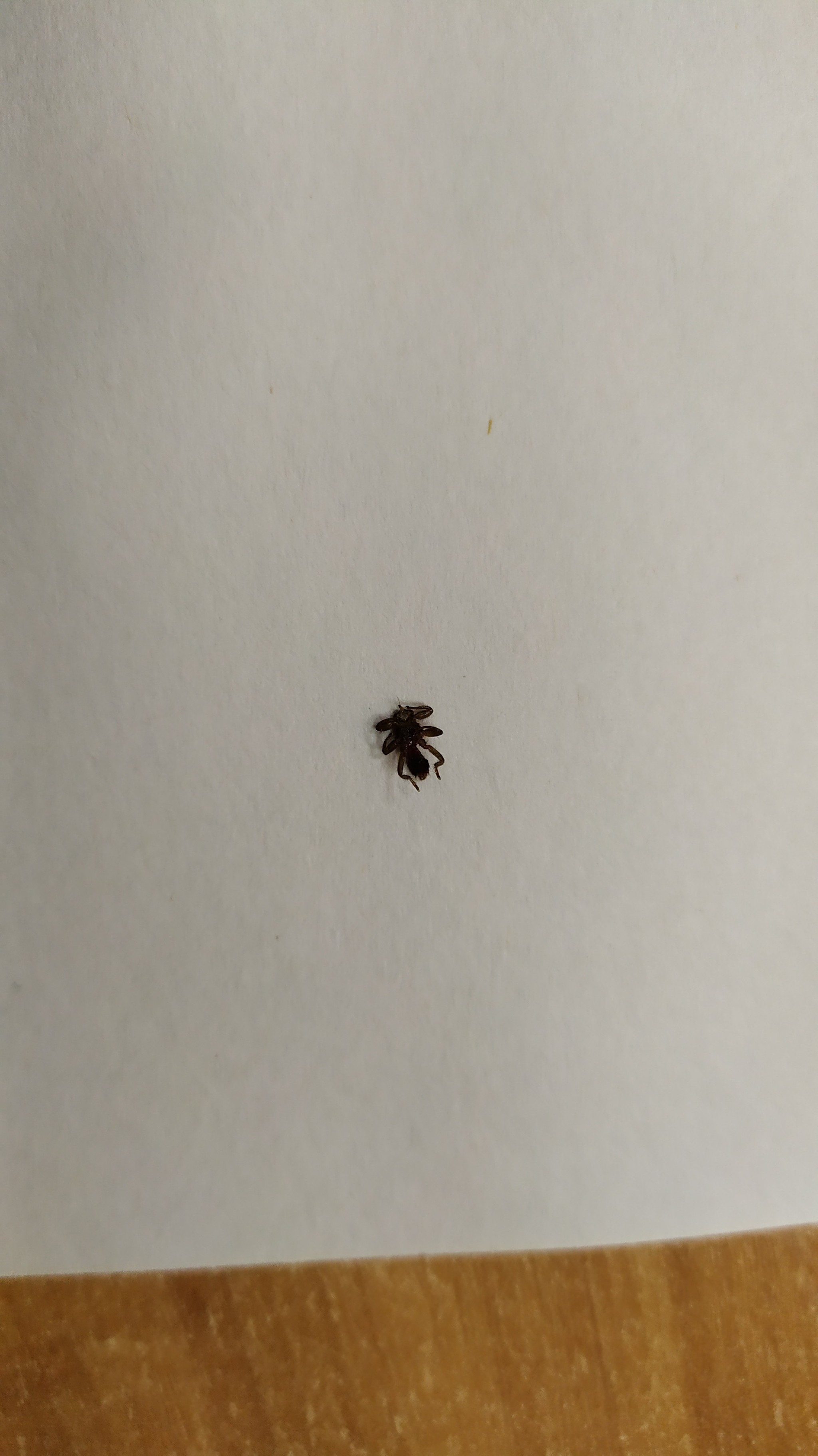 Tell me, what is this? - My, Insects, No rating, Longpost