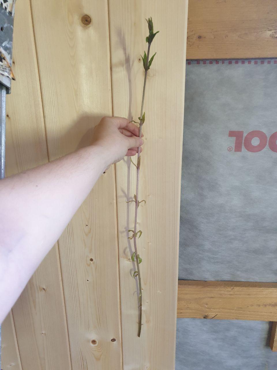 Reply to the post Russian Post - My, House, Workshop, Building, Plants, Garden, Garden, Nature, Sprout, Video, Reply to post, Longpost