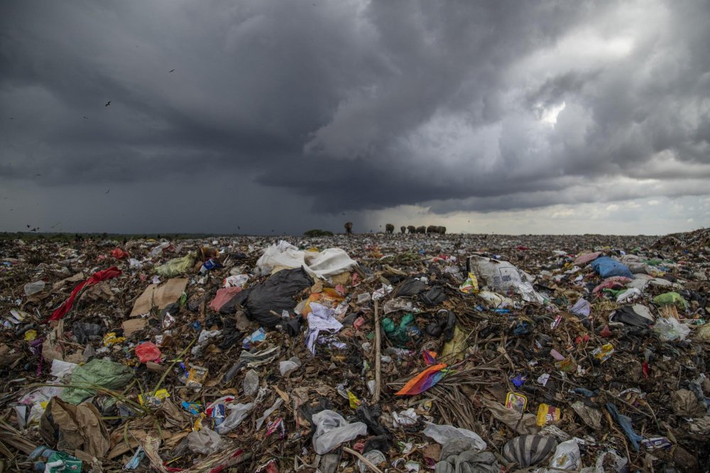 Elephants eat garbage in Sri Lanka - Copy-paste, Longpost, Elephants, Garbage, Sri Lanka, Nature