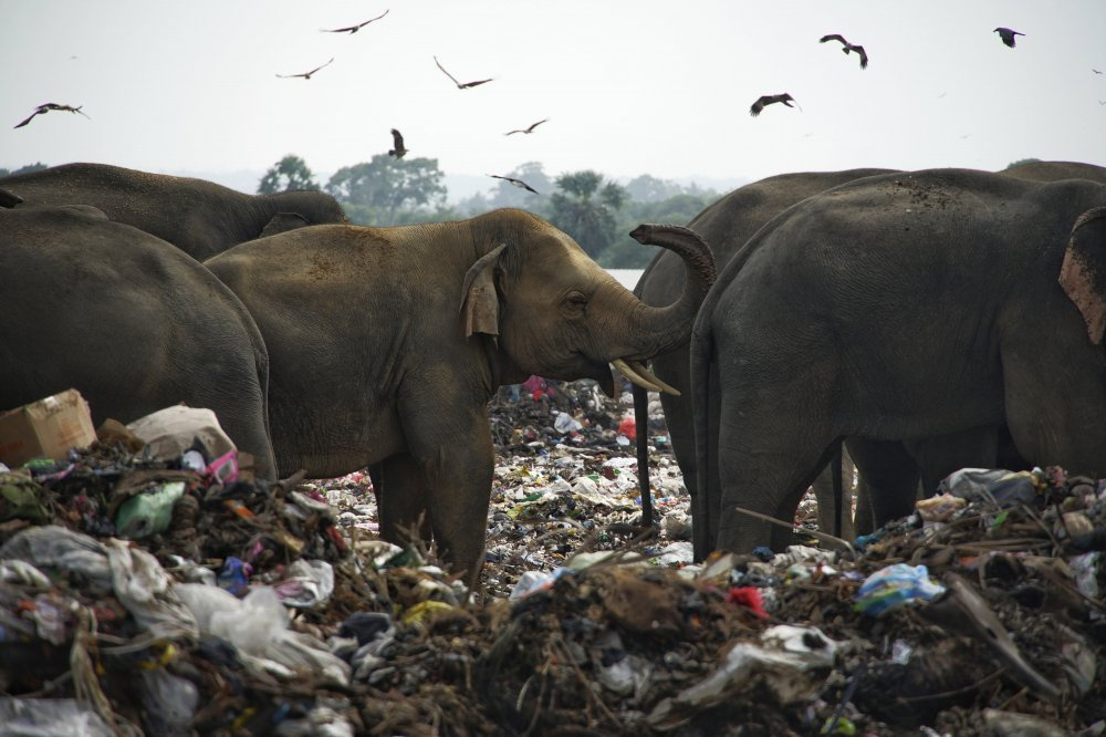 Elephants eat garbage in Sri Lanka - Copy-paste, Longpost, Elephants, Garbage, Sri Lanka, Nature