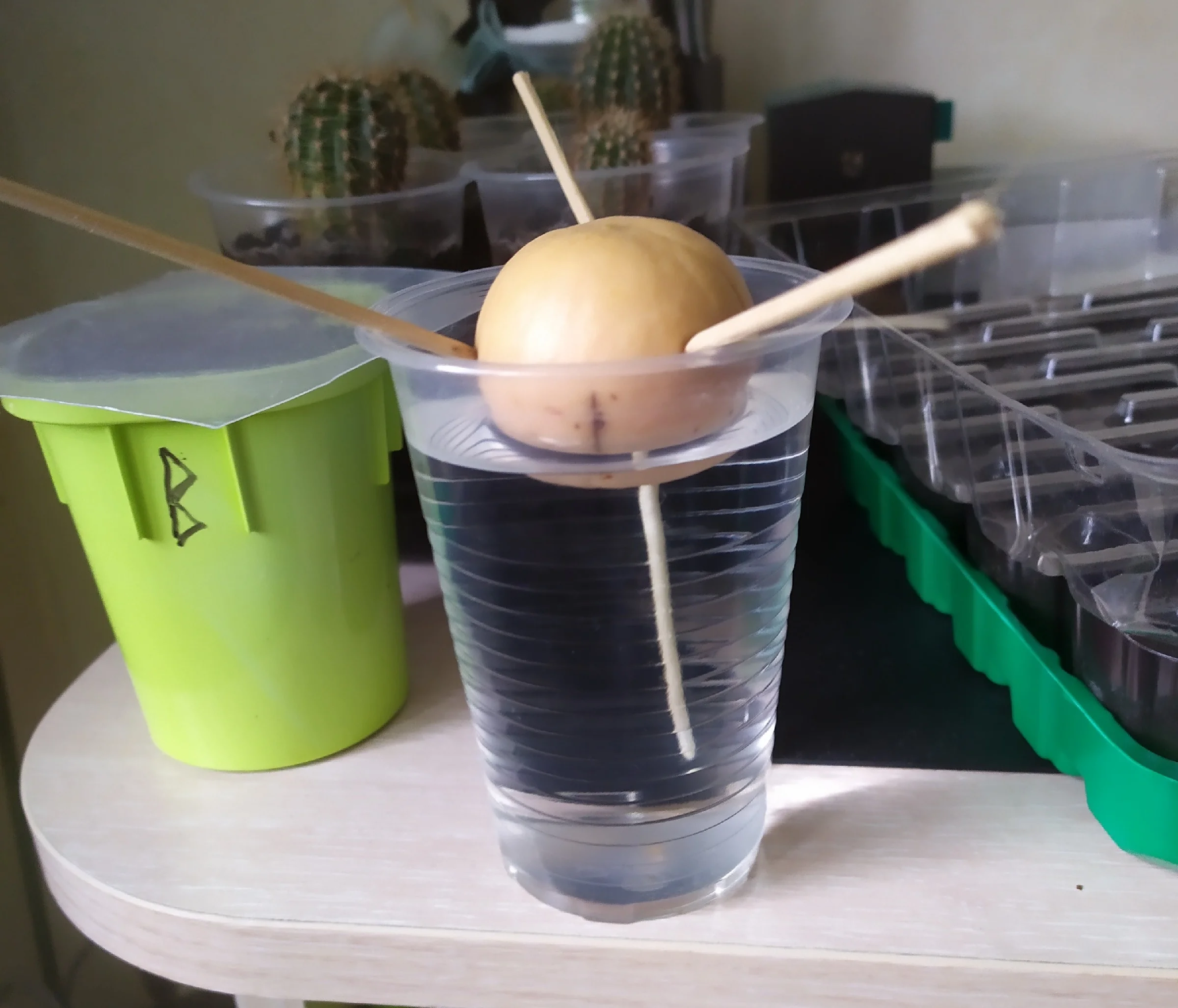 Growing avocado from a seed on a windowsill - My, Avocado, Growing, Idea for home, Houseplants, Vegetable garden on the windowsill, Fertilizers, Gardening, Longpost