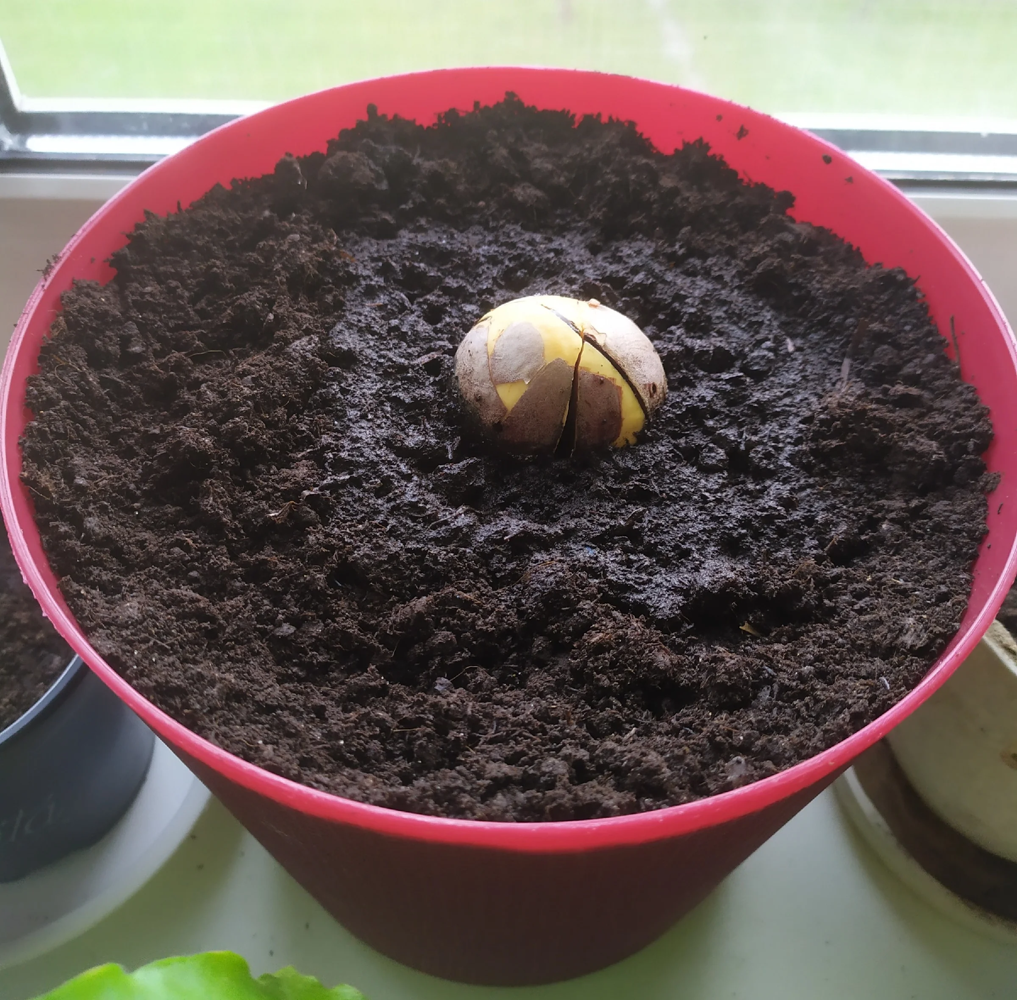 Growing avocado from a seed on a windowsill - My, Avocado, Growing, Idea for home, Houseplants, Vegetable garden on the windowsill, Fertilizers, Gardening, Longpost