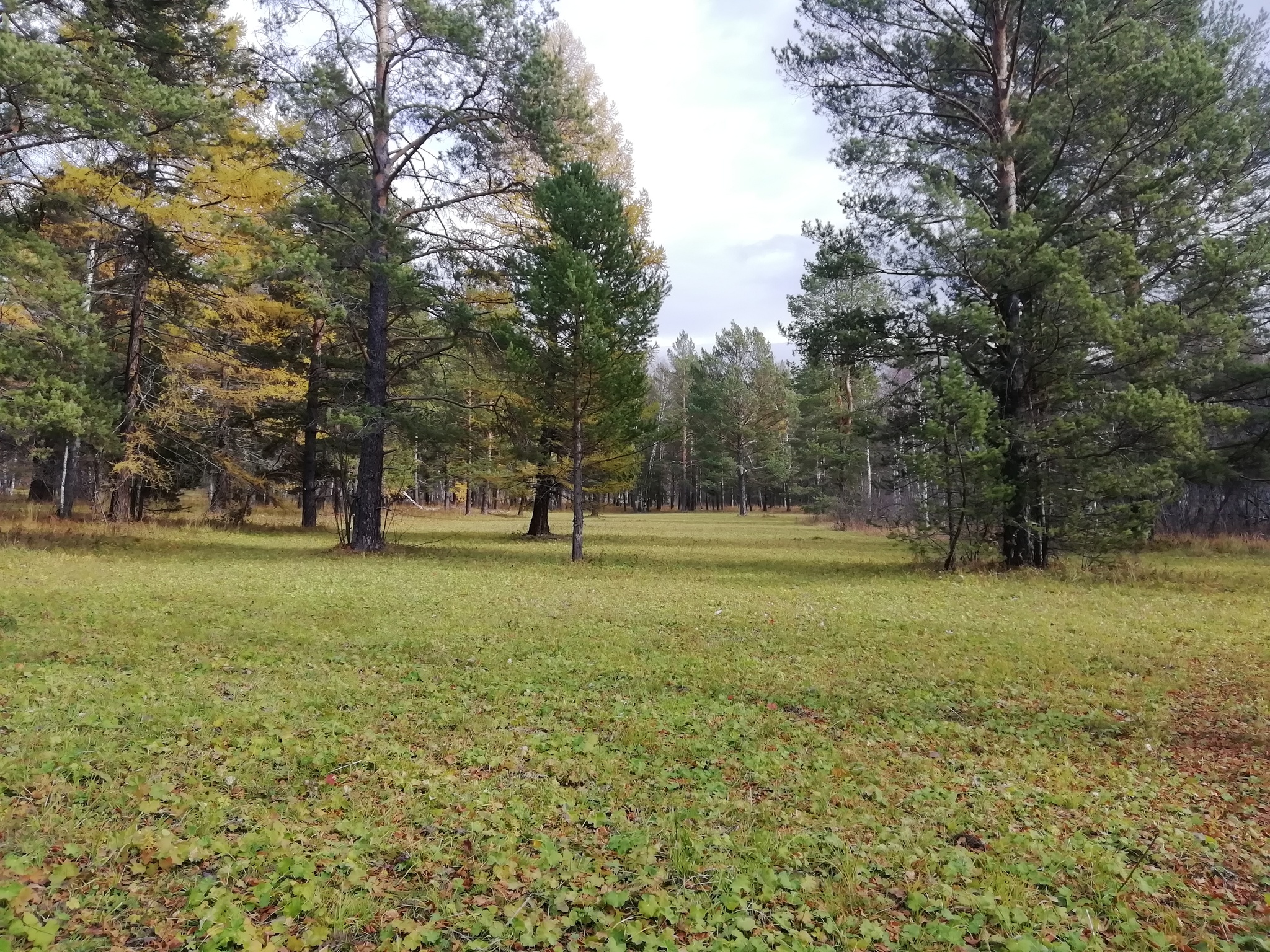 A little forest - My, Forest, Hike, Bashkortostan, Longpost