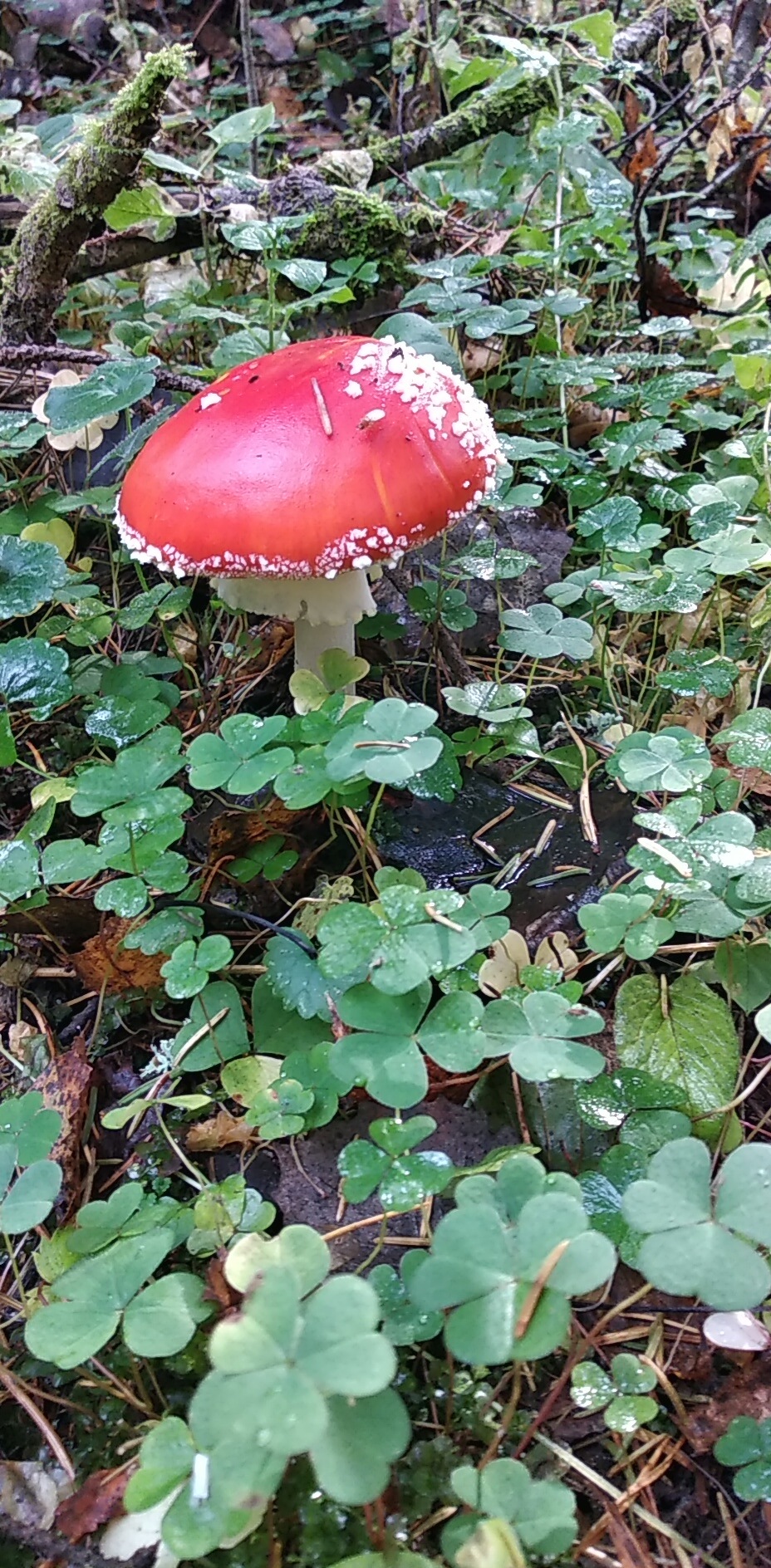 On the road with the clouds, we went for mushrooms - My, Mushrooms, Porcini, Boletus, Fly agaric, Autumn, Nature, Moscow region, Longpost