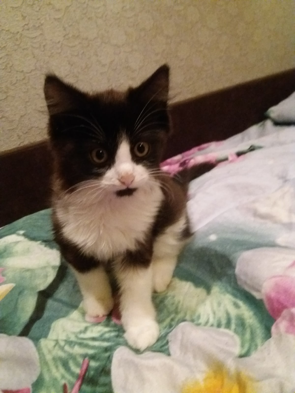 The owners do not need the kitten; they urgently need a home! - My, Kittens, cat, In good hands, Saint Petersburg, Leningrad region, Pets, Homeless animals, Help, Pet, Animals, Longpost, No rating, Animal Rescue