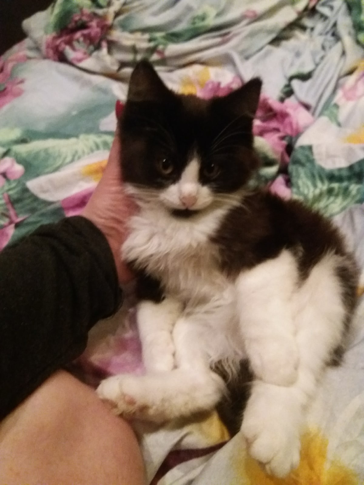 The owners do not need the kitten; they urgently need a home! - My, Kittens, cat, In good hands, Saint Petersburg, Leningrad region, Pets, Homeless animals, Help, Pet, Animals, Longpost, No rating, Animal Rescue