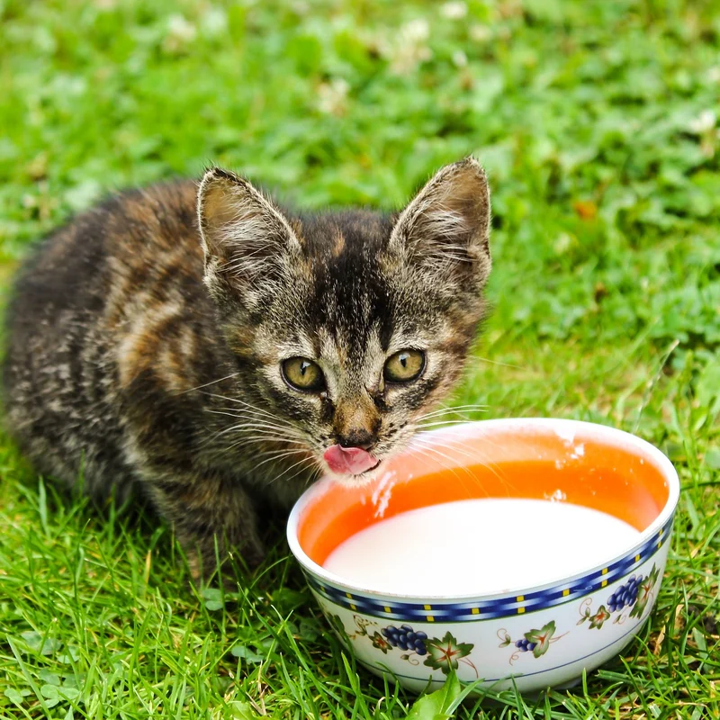 Почему кормить кошек молоком это не нормально | Пикабу