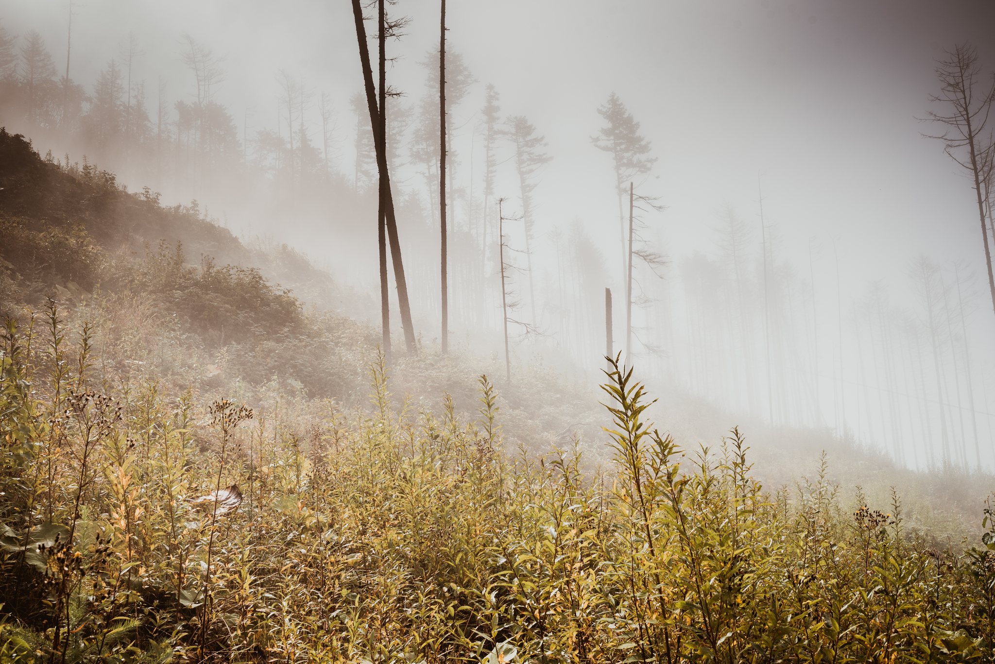 Live - My, Fog, Atmosphere, Nature, Forest, Yuzhno-Sakhalinsk, Mountain air, Morning, The sun, Contemplation, Longpost