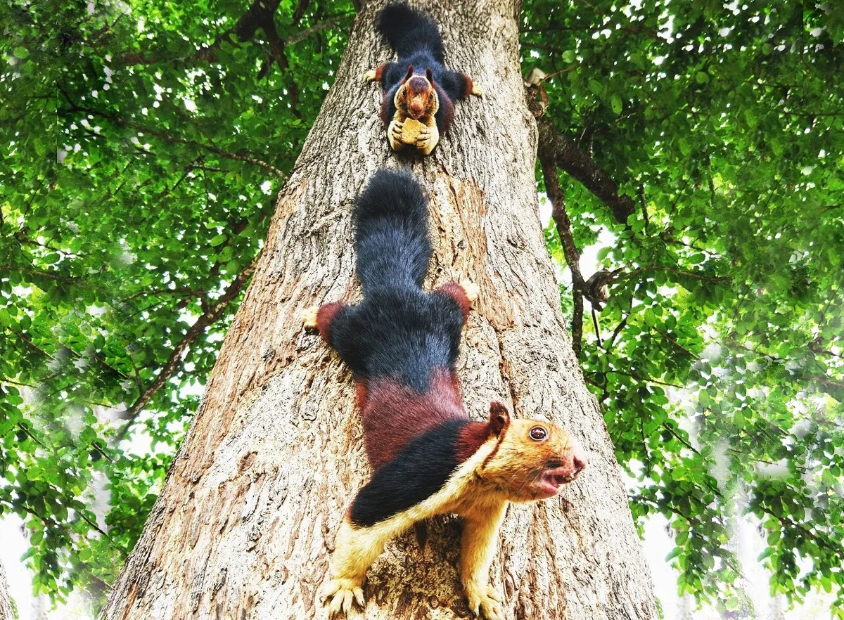 Giant Squirrel: This is not our little thing from the park! A rodent the size of a cat has surpassed all its relatives in size - Animals, Yandex Zen, Longpost, India, Squirrel, Indian Giant Squirrel