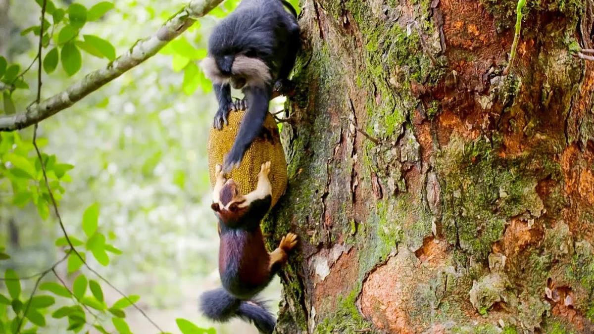 Giant Squirrel: This is not our little thing from the park! A rodent the size of a cat has surpassed all its relatives in size - Animals, Yandex Zen, Longpost, India, Squirrel, Indian Giant Squirrel