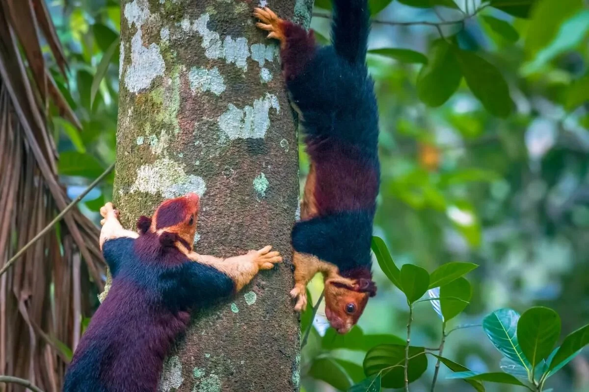 Giant Squirrel: This is not our little thing from the park! A rodent the size of a cat has surpassed all its relatives in size - Animals, Yandex Zen, Longpost, India, Squirrel, Indian Giant Squirrel