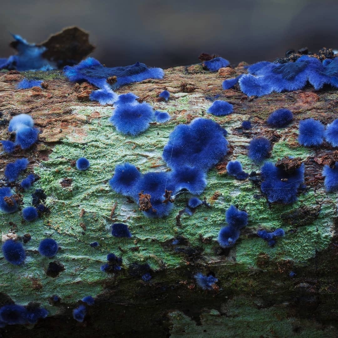 Another selection from the kingdom of mushrooms - Mushrooms, Mycology, Mycelium, Longpost, The photo