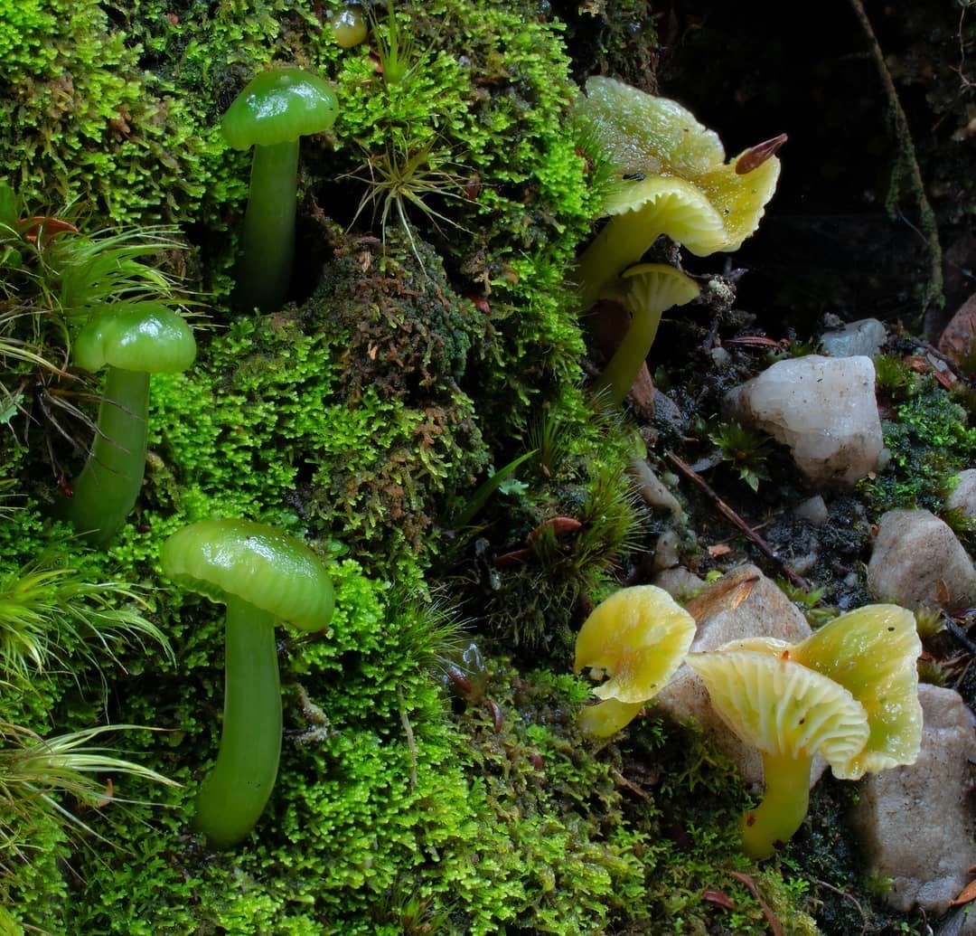 Another selection from the kingdom of mushrooms - Mushrooms, Mycology, Mycelium, Longpost, The photo