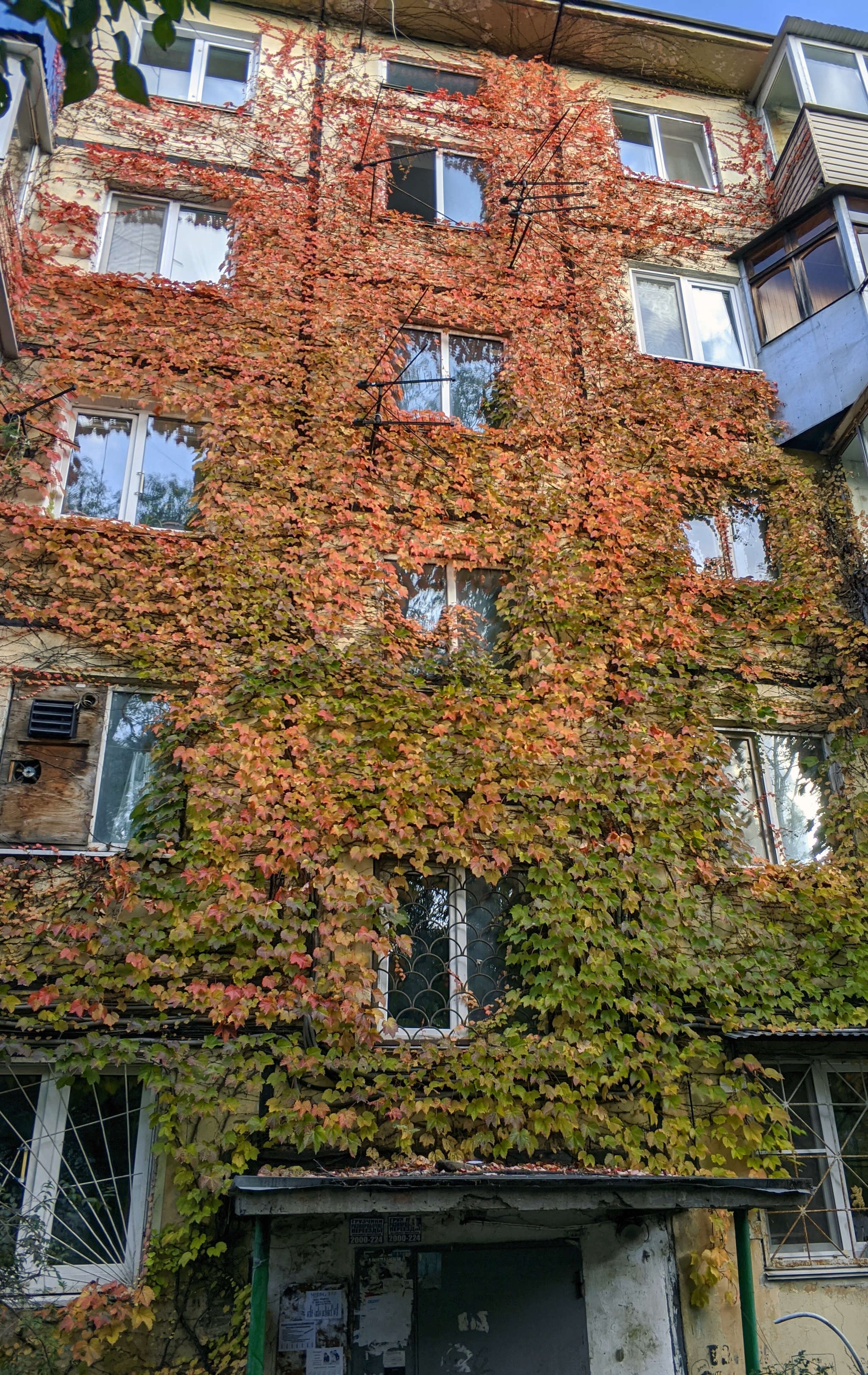 The house I live in - My, Autumn, October, Vladivostok, Ivy, Grape