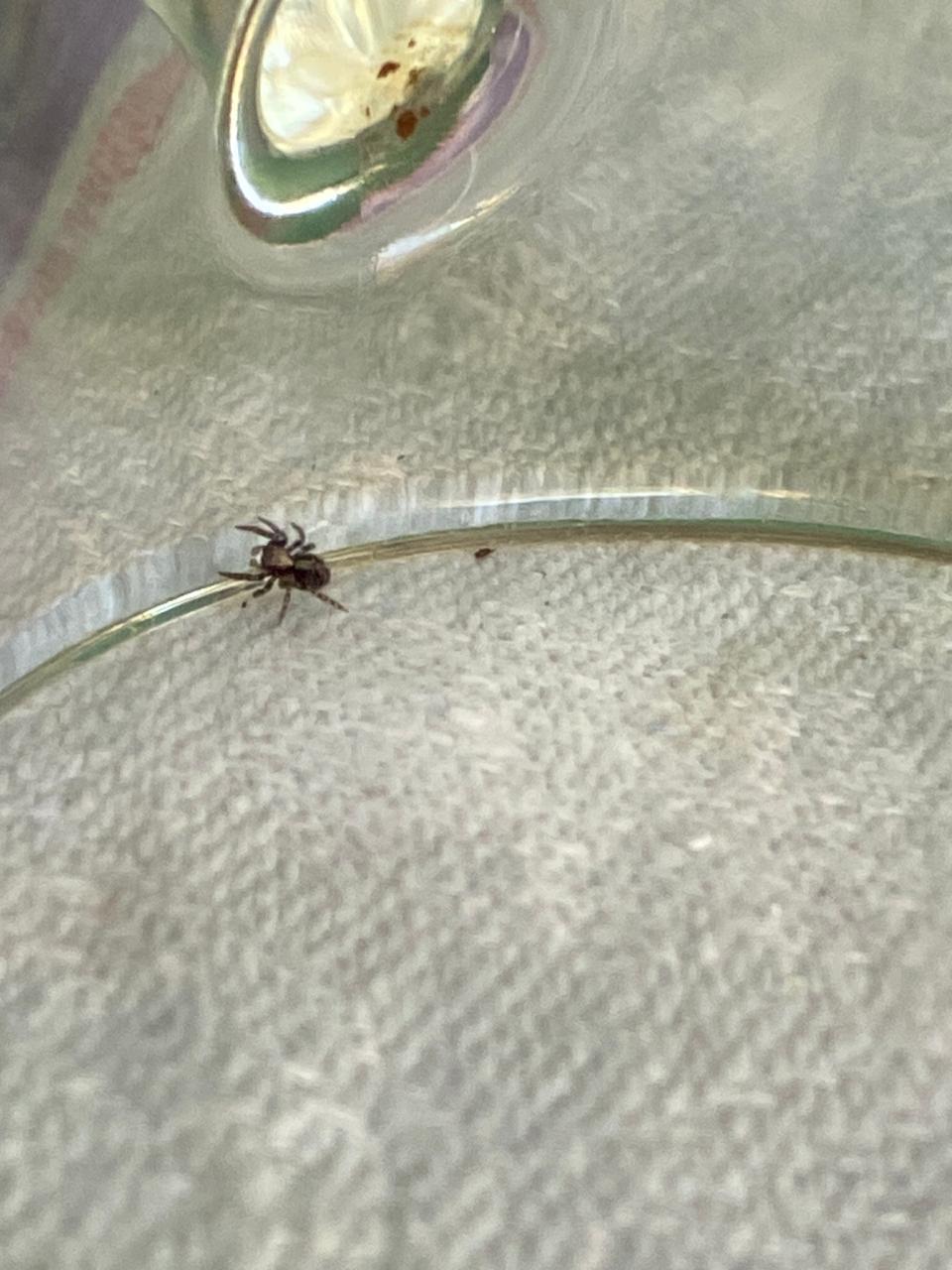 What kind of spider? - My, Spider, Who is this?, Short, Question, Longpost