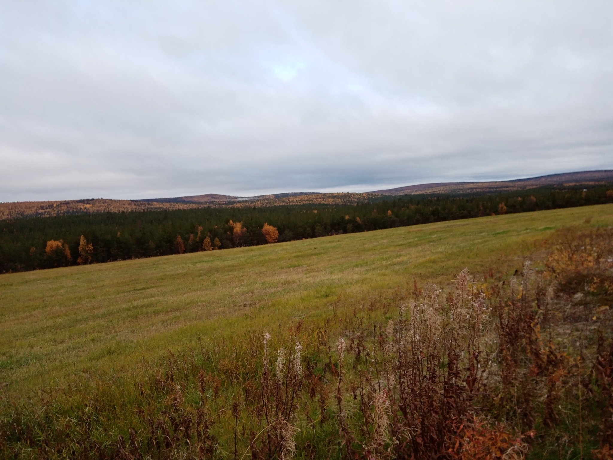 Nature - My, Northern nature, Nature, The nature of Russia, Forest, Autumn, Walk in the woods, Longpost