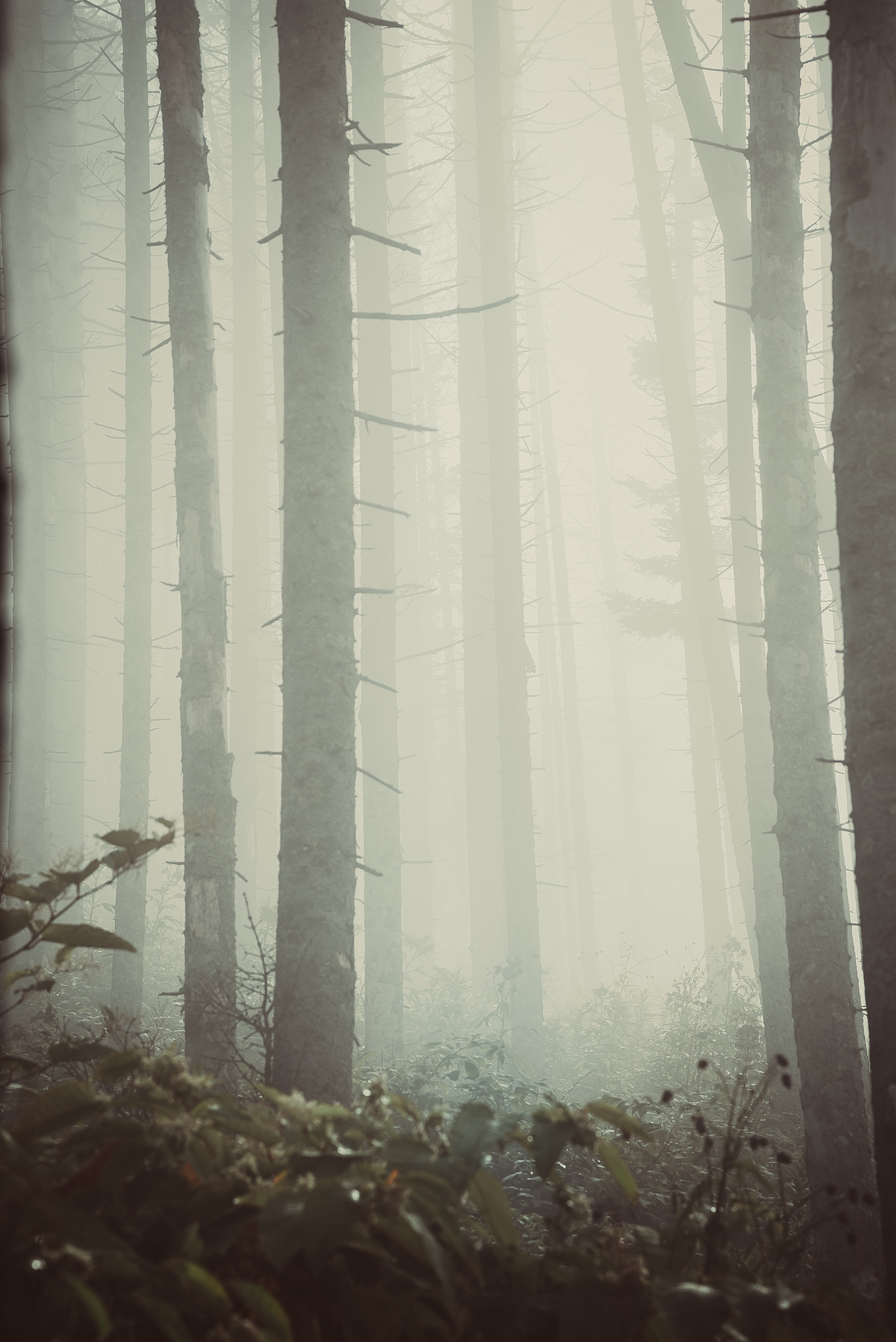 Temple of Silence - My, Fog, Nature, Forest, Yuzhno-Sakhalinsk, Mountain air, The sun, Morning, Space, Silence, Contemplation, Longpost