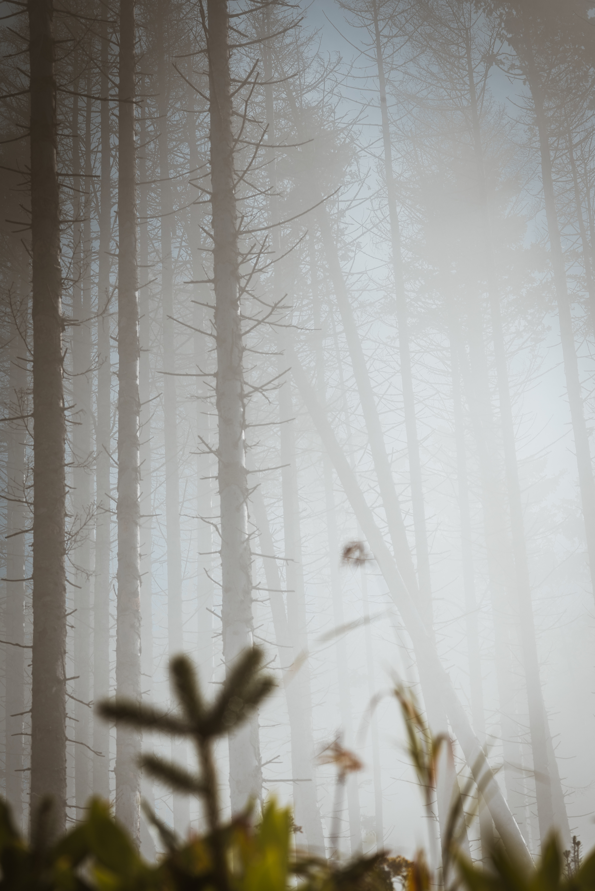 Temple of Silence - My, Fog, Nature, Forest, Yuzhno-Sakhalinsk, Mountain air, The sun, Morning, Space, Silence, Contemplation, Longpost