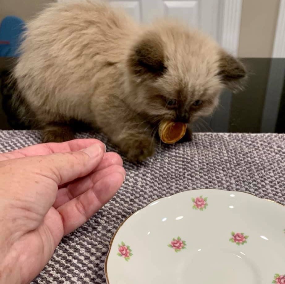 She had a hard day, so they baked her favorite pancakes - cat, Pancakes, The photo, Longpost