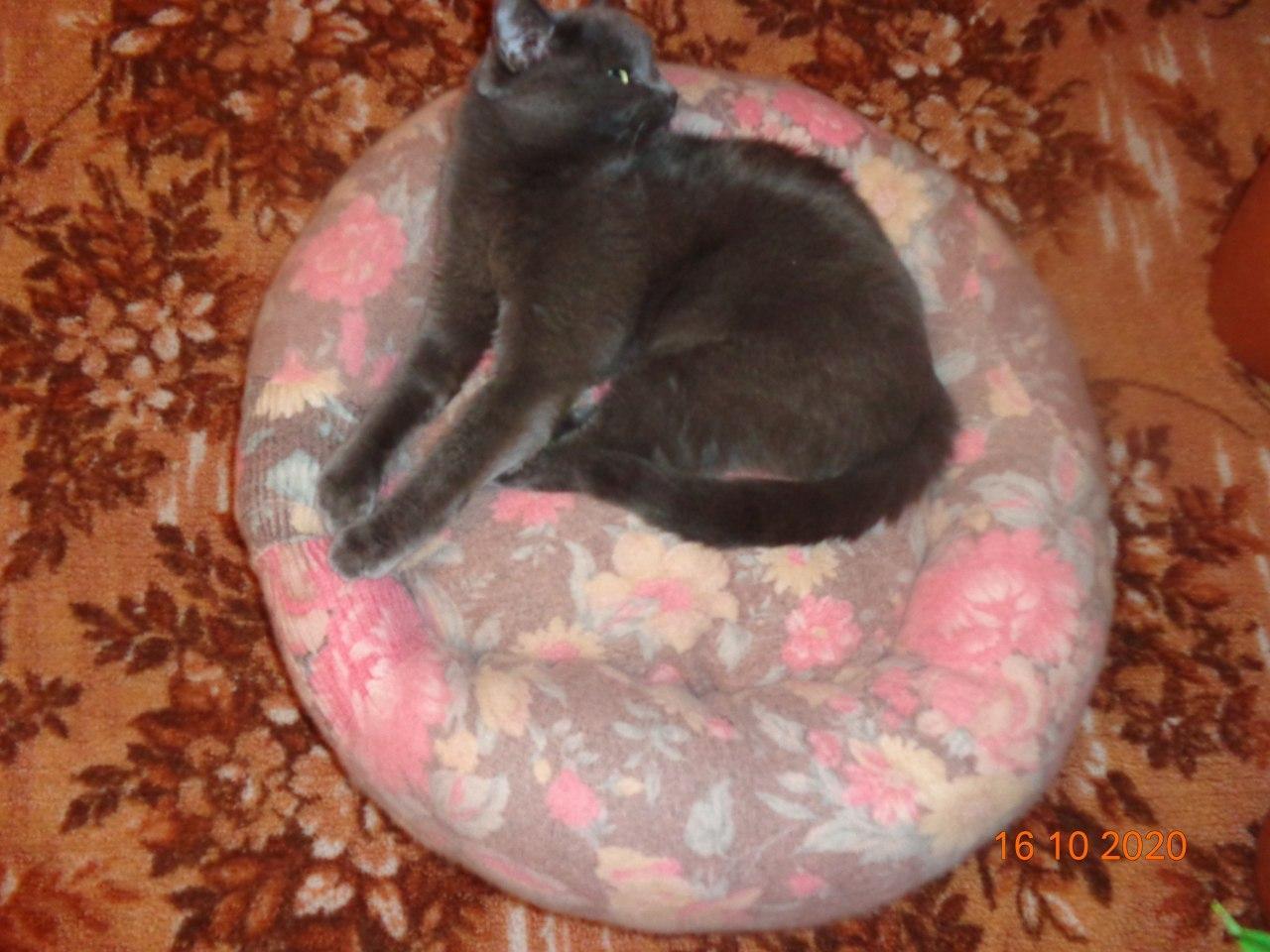 Lezhanochka - My, cat, Lounger, Needlework