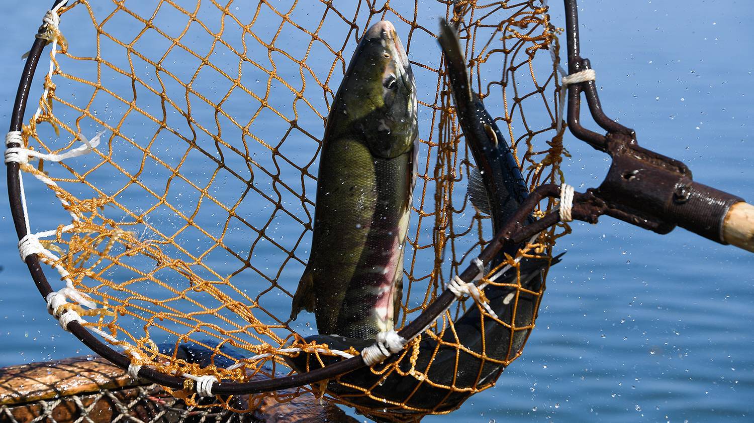 How coastal fishermen catch chum salmon to return new fry to the river - My, Fishing, Caviar, Salmon, Дальний Восток, A fish, Longpost