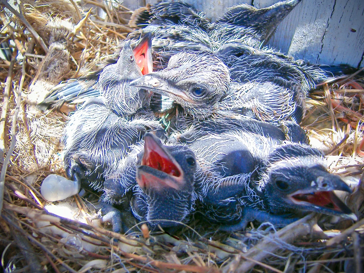 Road Runner: Fast or Dead - Birds, Nature, Yandex Zen, USA, Longpost, California Ground Cuckoo