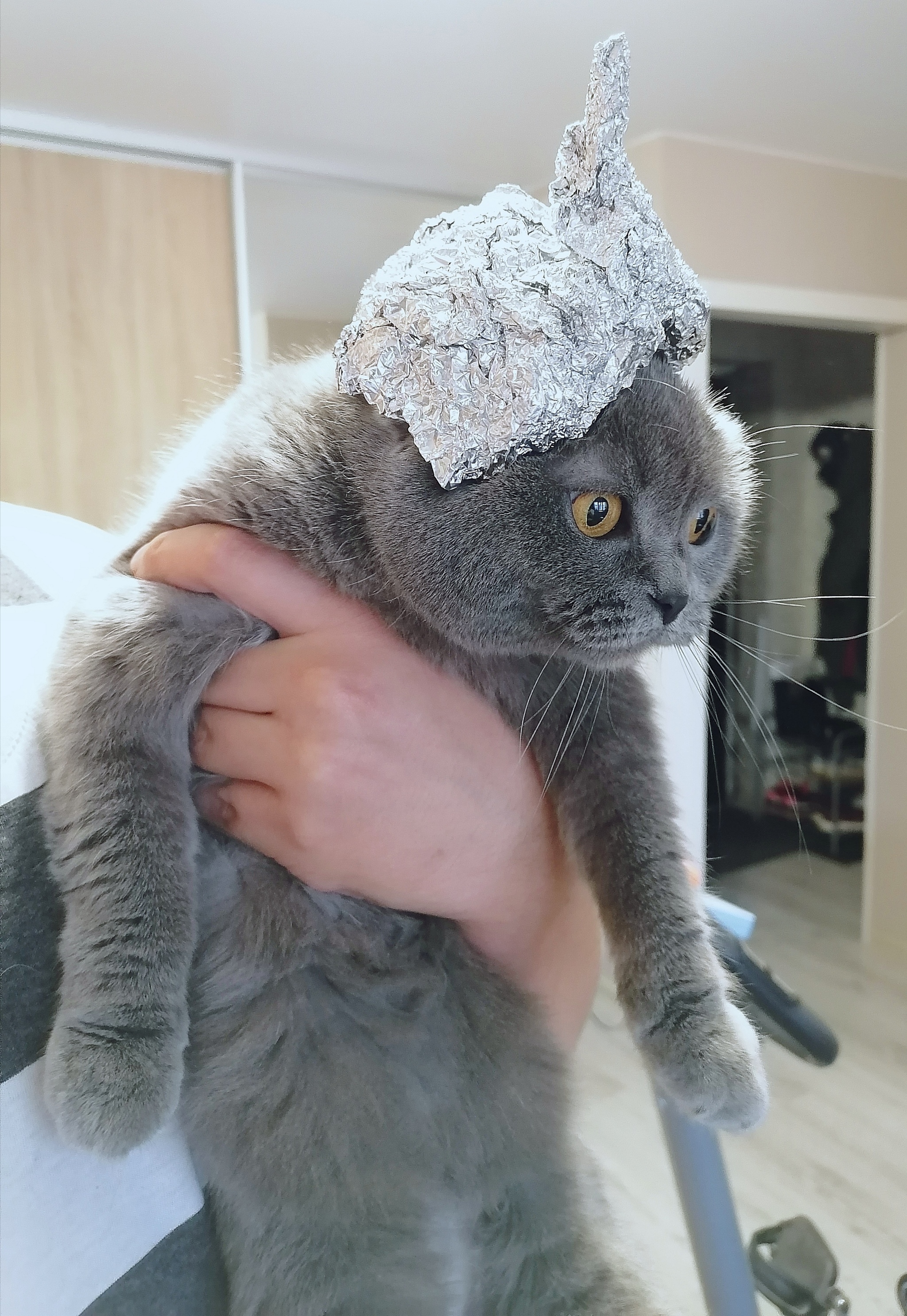 Котик в шапочке из фольги