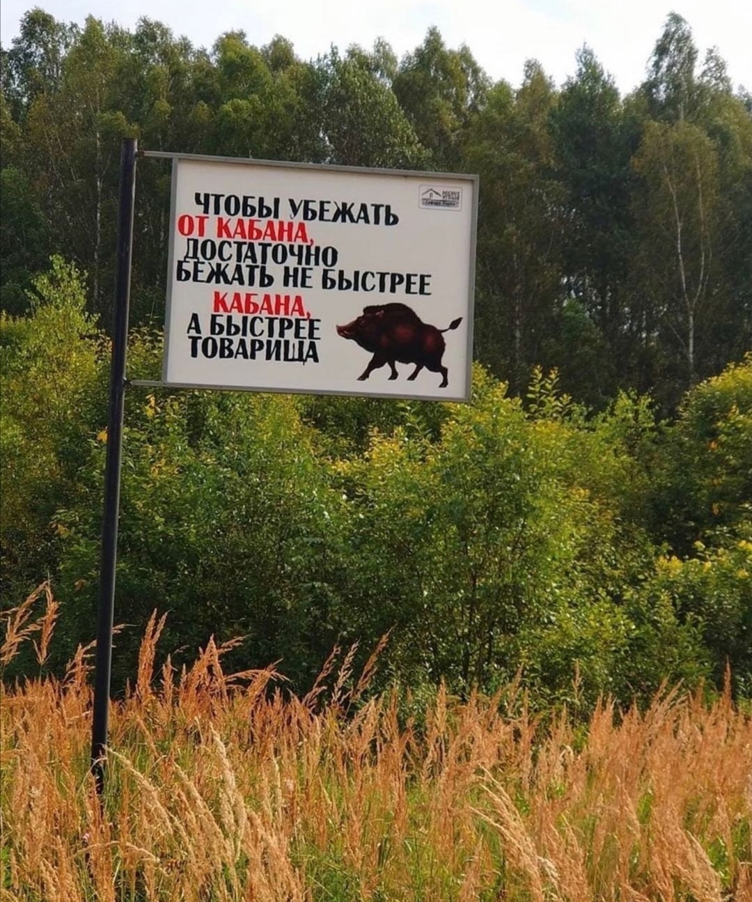 Are we going to pick mushrooms? - The photo, Boar, Forest, Nature, Laughter (reaction)