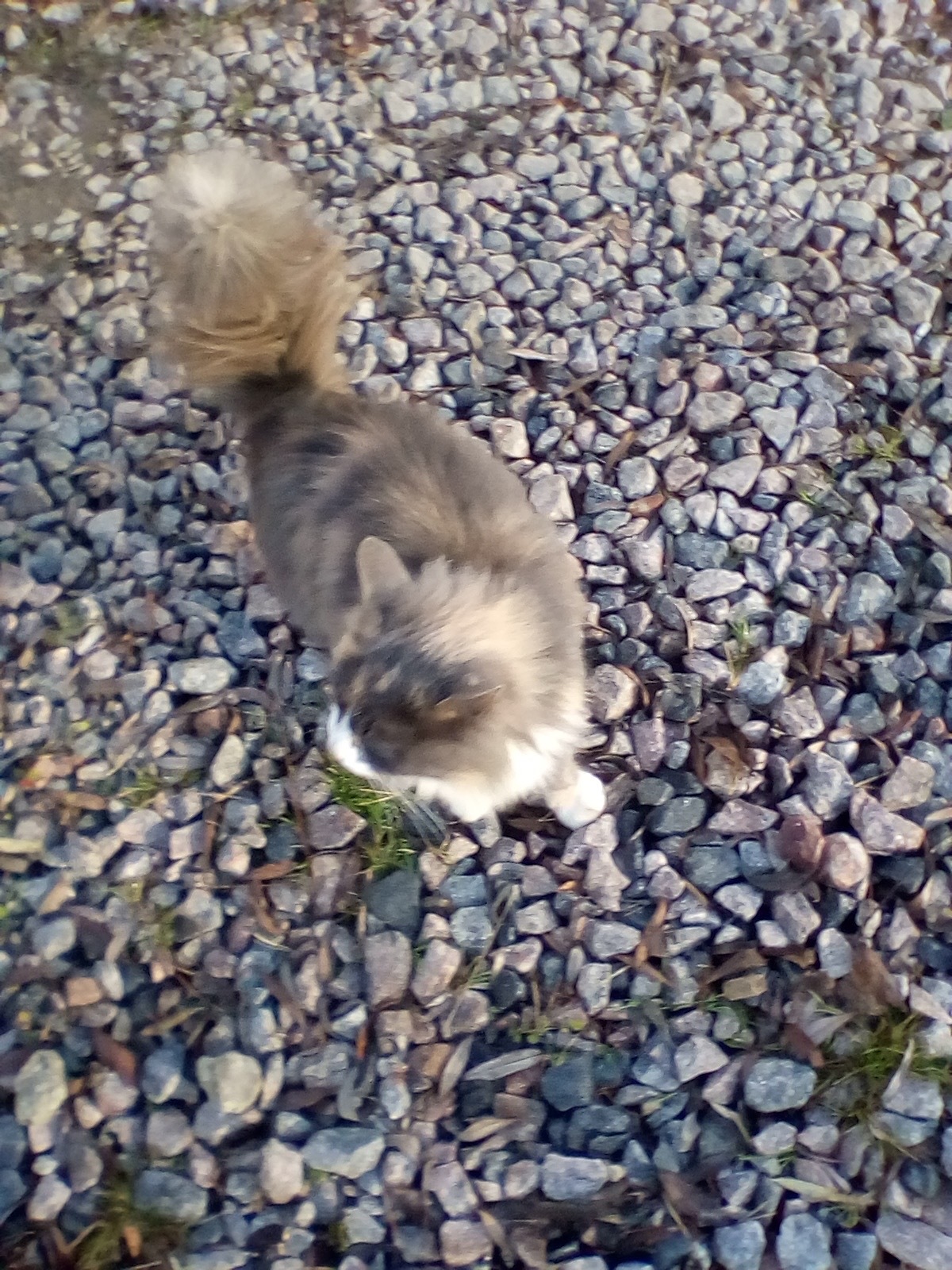 Fluffy, pink nose - My, No rating, Fluffy, cat, In good hands, Good deeds, Saint Petersburg, Leningrad region, Fat cats, Longpost