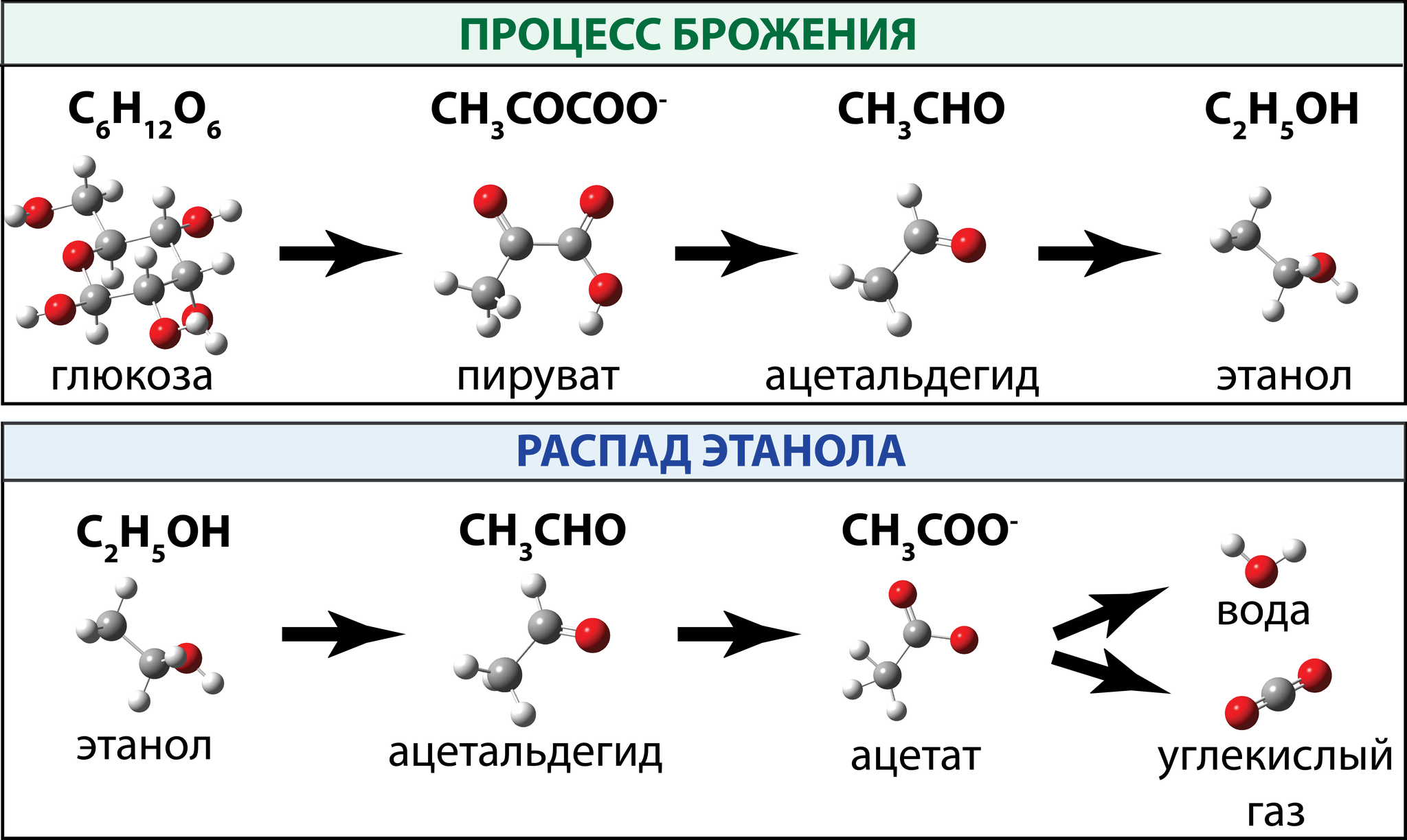 Модель распада. Распад этанола в организме человека. Разложение этанола в организме. Химические реакции алкоголь.