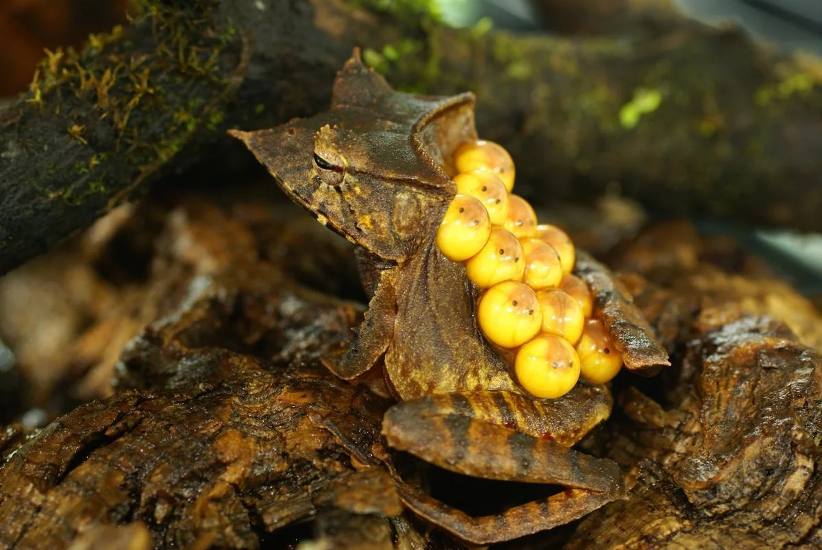 Hemiphractids: Chernobyl monsters are resting, or how other frogs grow from frogs - Frogs, Nature, Longpost, Trypophobia, Yandex Zen