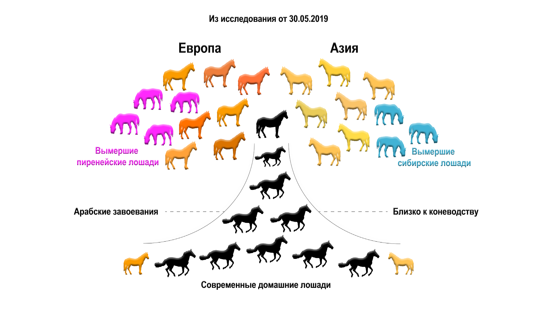 Происхождение домашних лошадей Кавказа и Анатолии прояснила ДНК | Пикабу