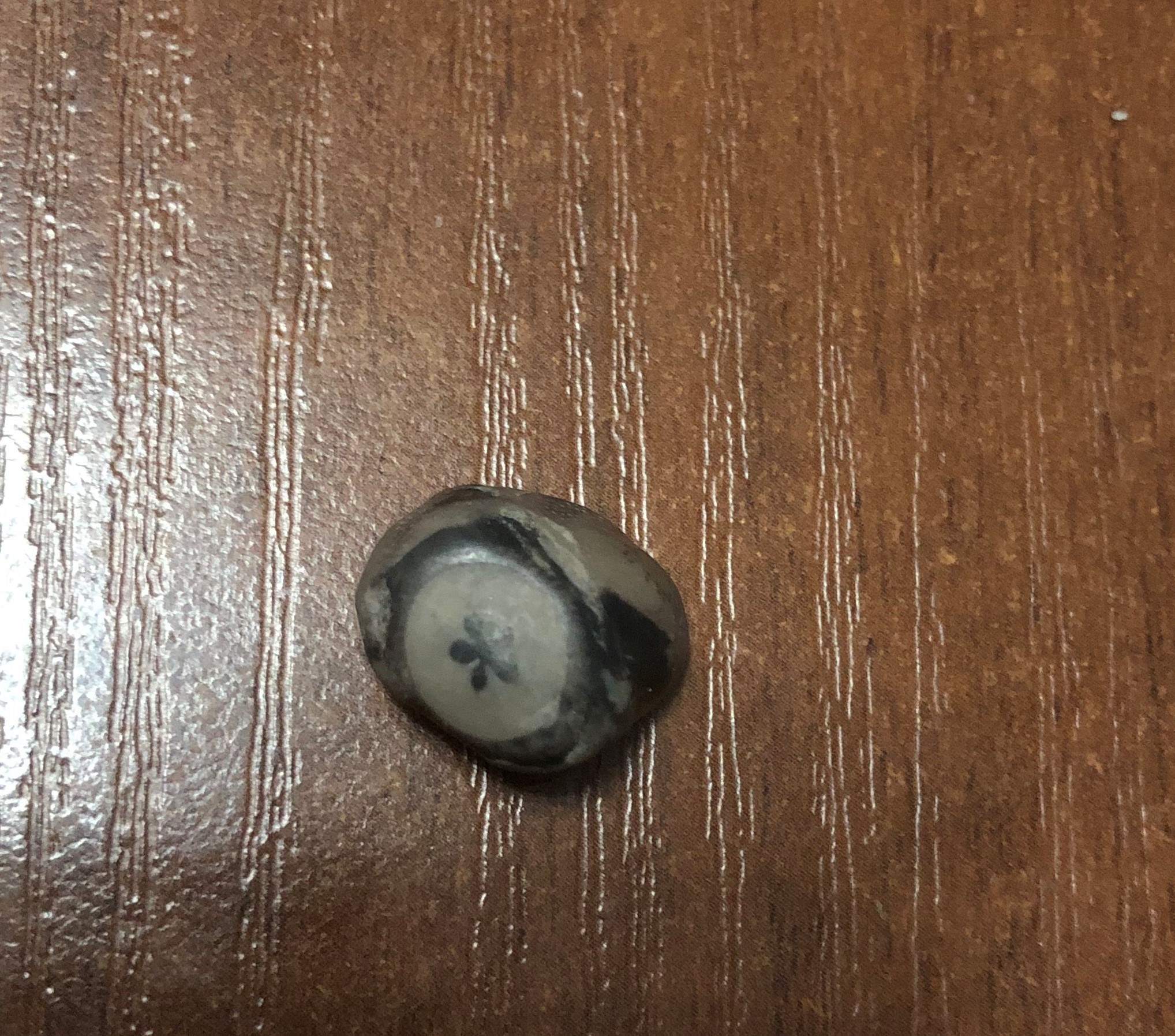 Who knows what this is? - My, What kind of stone?, Fossils, Artifact