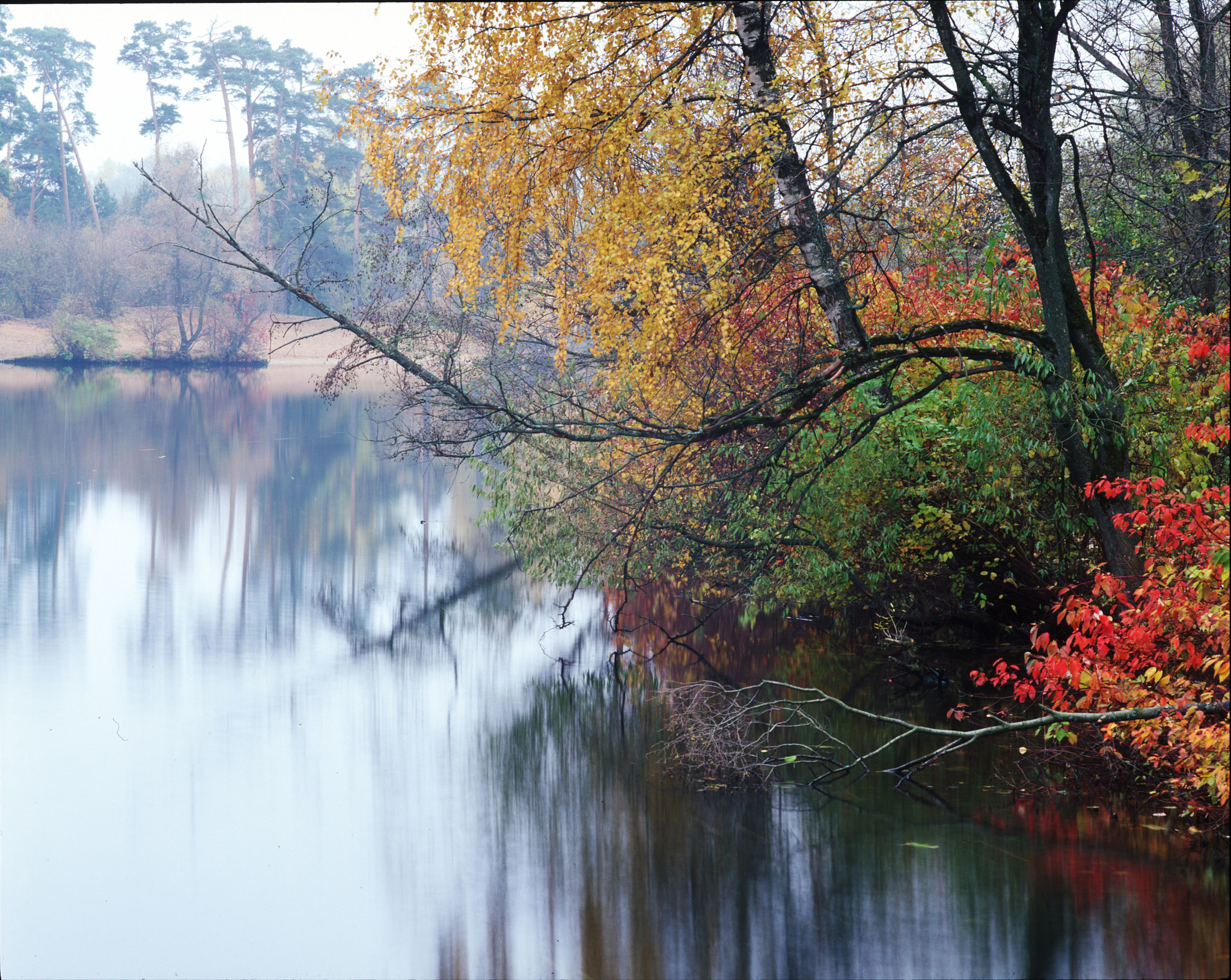 Serebryanoborskoe - My, The photo, Film, Medium format, Pentax 67, Serebryany Bor, Longpost, Nature, Autumn leaves